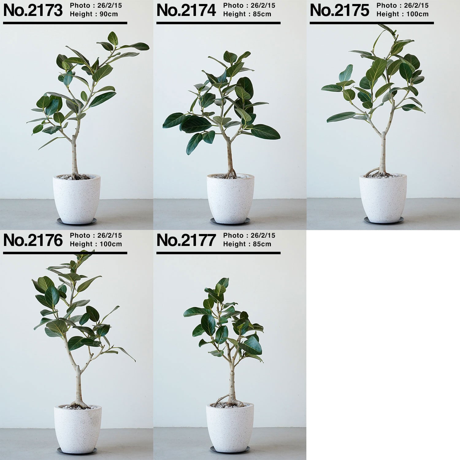 フィカス ベンガレンシス | AYANAS（アヤナス）｜観葉植物のセレクト