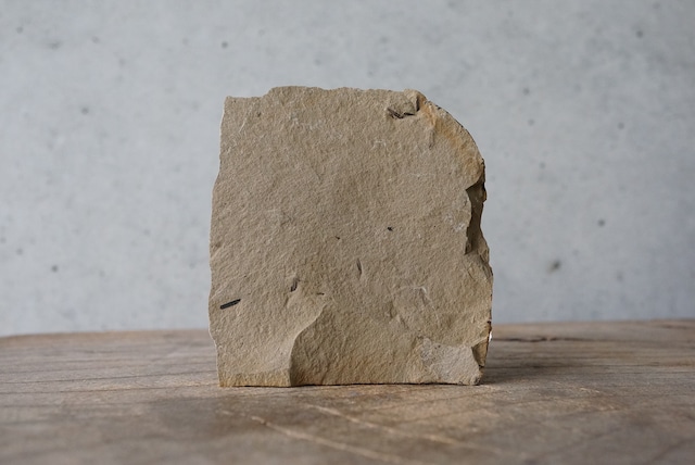 メタセコイア化石 2 Metasequoia sp.