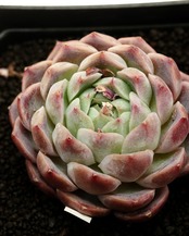 カット苗 シュイビンユエ（セーラームーン） Echeveria 'Sailor Moon'