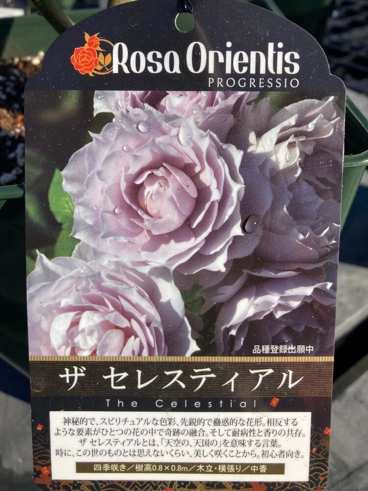 薔薇 ザ セレスティアル 四季咲き オリエンティス | 日本ライン花木