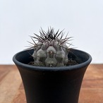 Copiapoa cinerea【コピアポア・黒王丸・実生】