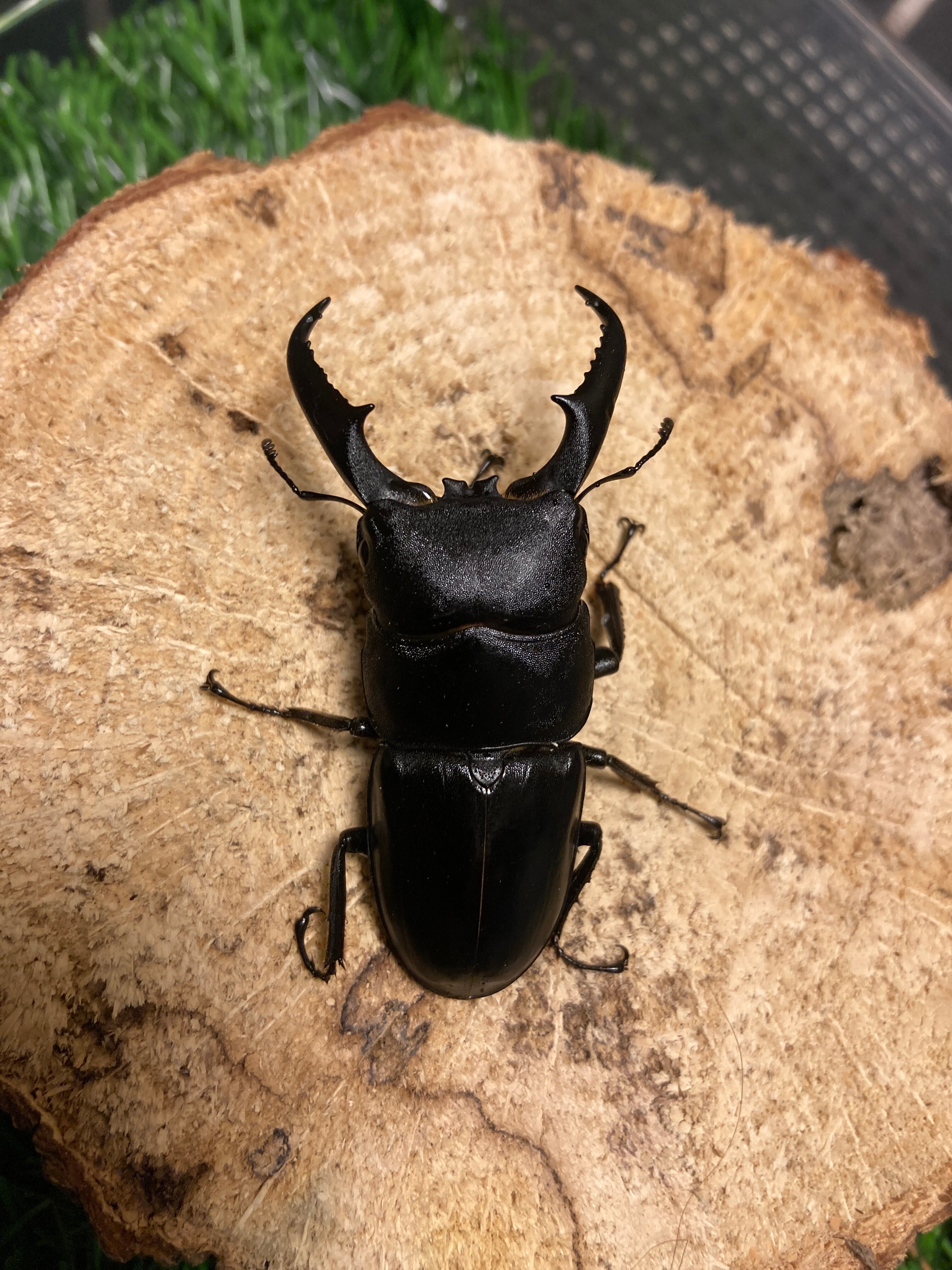 Insect Shop K&K