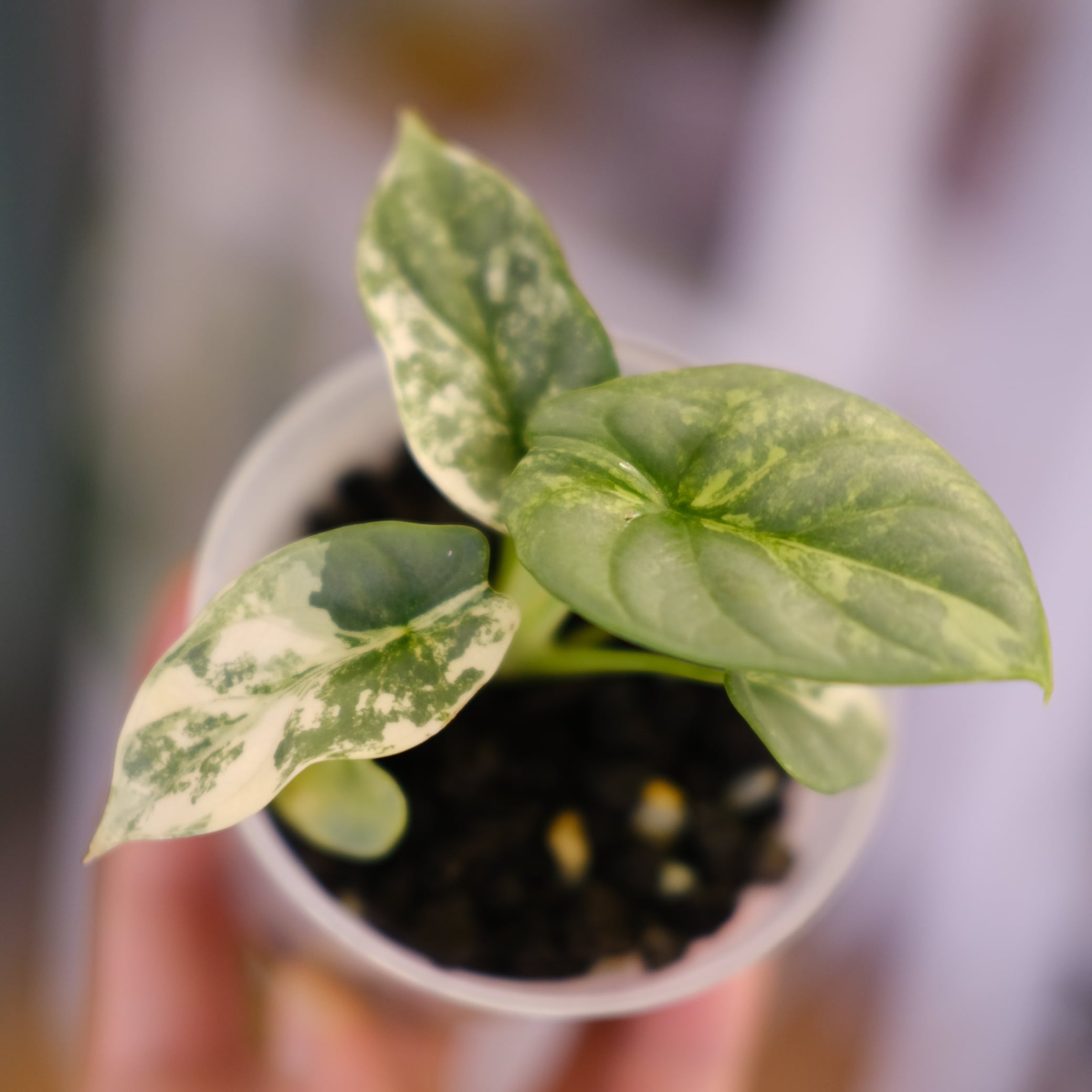 Alocasia Silver Dragon Aurea｜シルバードラゴン オーレア③｜観葉