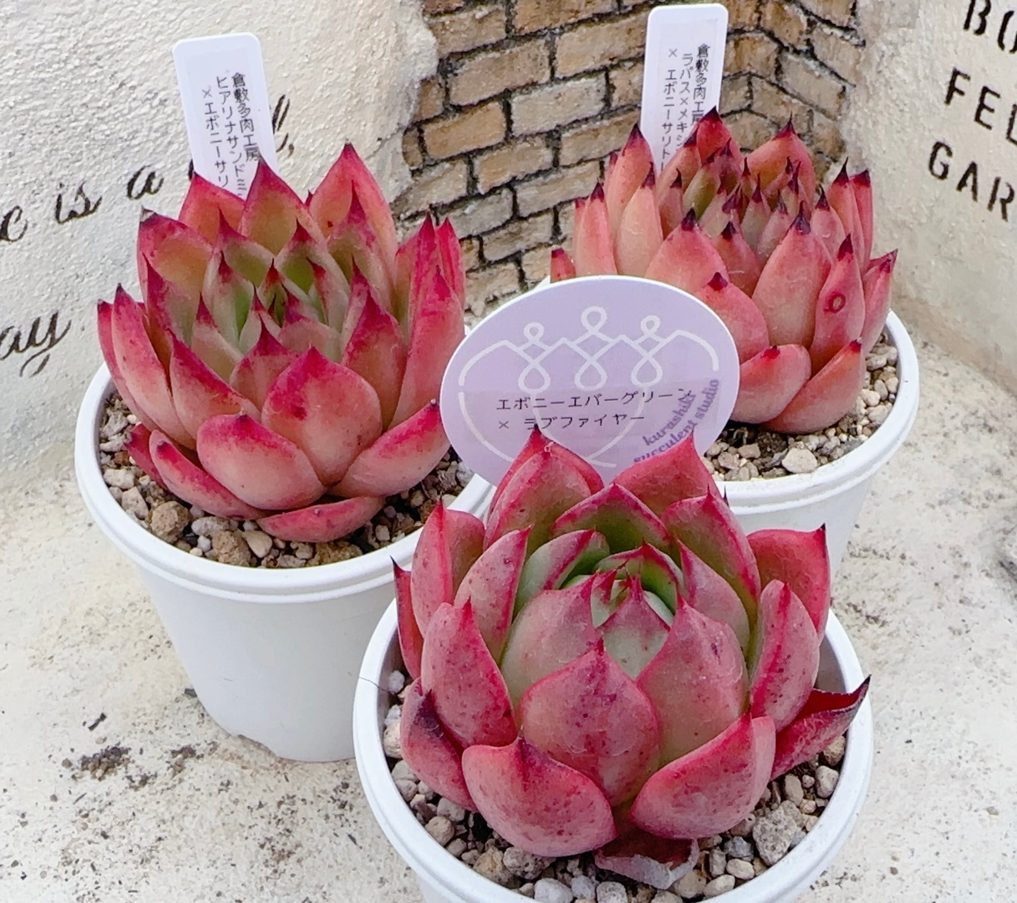 オリジナルミニ鉢✴︎10個セット✴︎（ホワイト） | 倉敷多肉工房