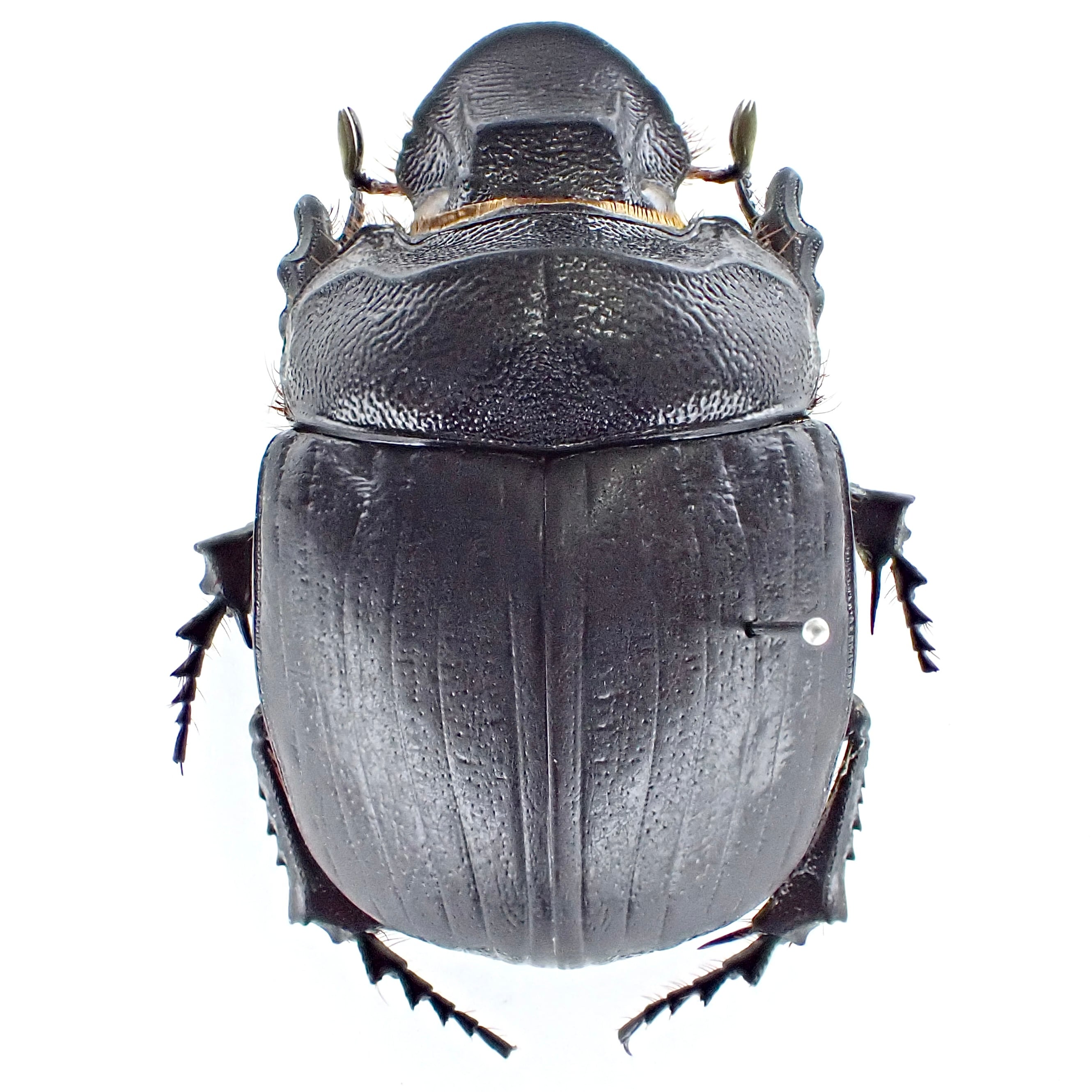 カメルーン産 Heliocopris sp. myrmidon ♂♀ 36mm/36mm | 昆虫標本