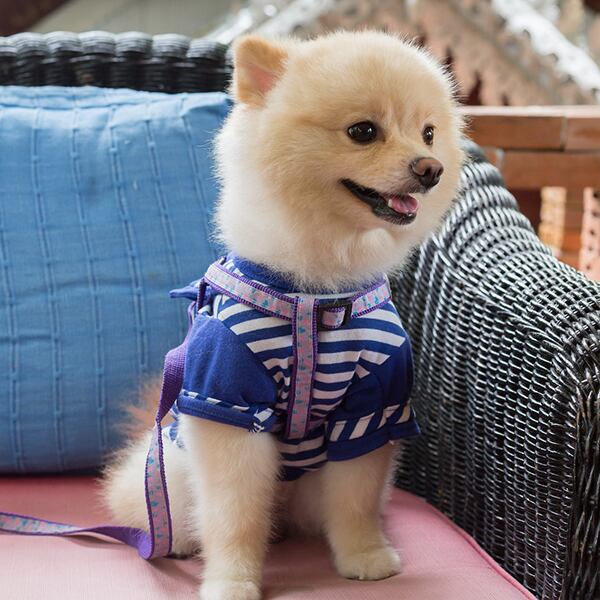 シリカスーツ(レッド)