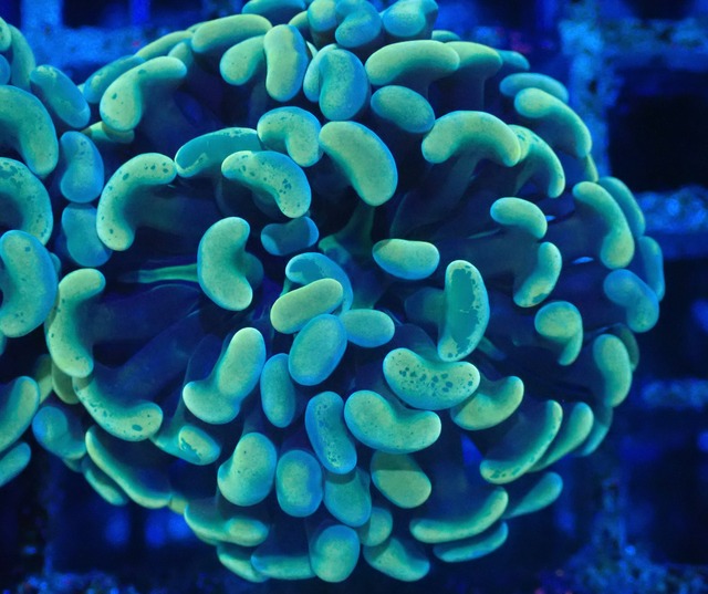ParaAncora YellowBlue 6