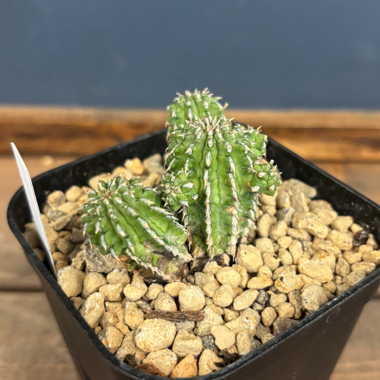 ユーフォルビア セプルタ【97】