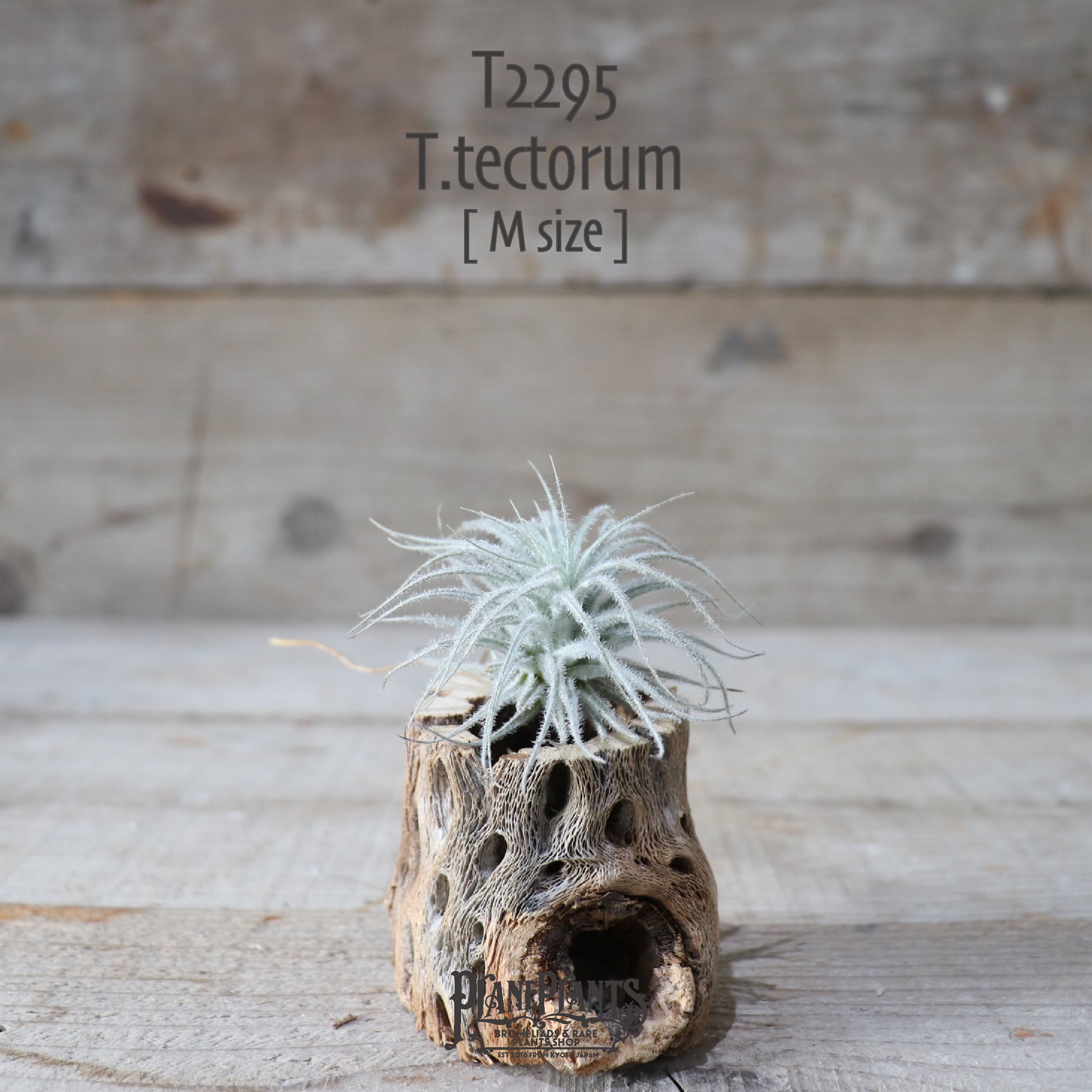 【送料無料】テクトラム M〔エアプランツ〕現品発送T2295