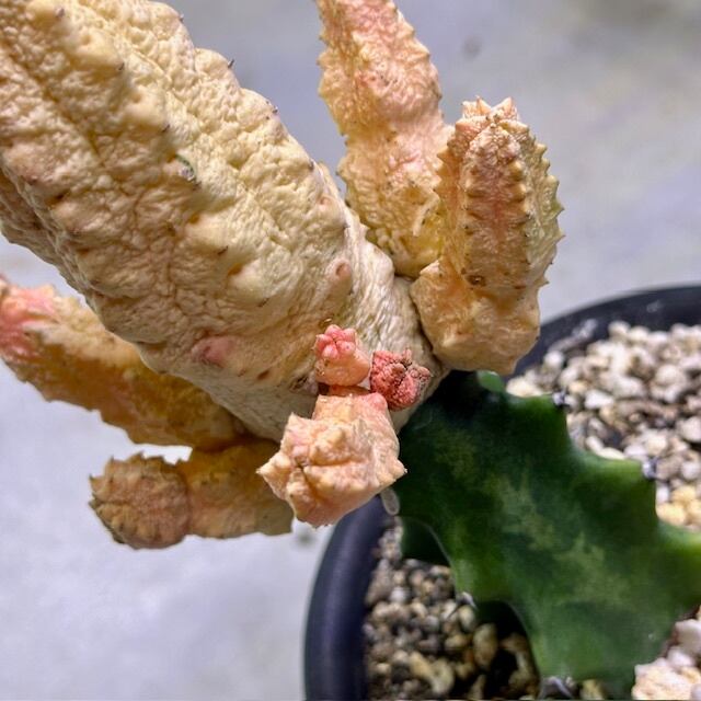 ユーフォルビア アブデルクリ ダマスク | barrelplants_BONSAI