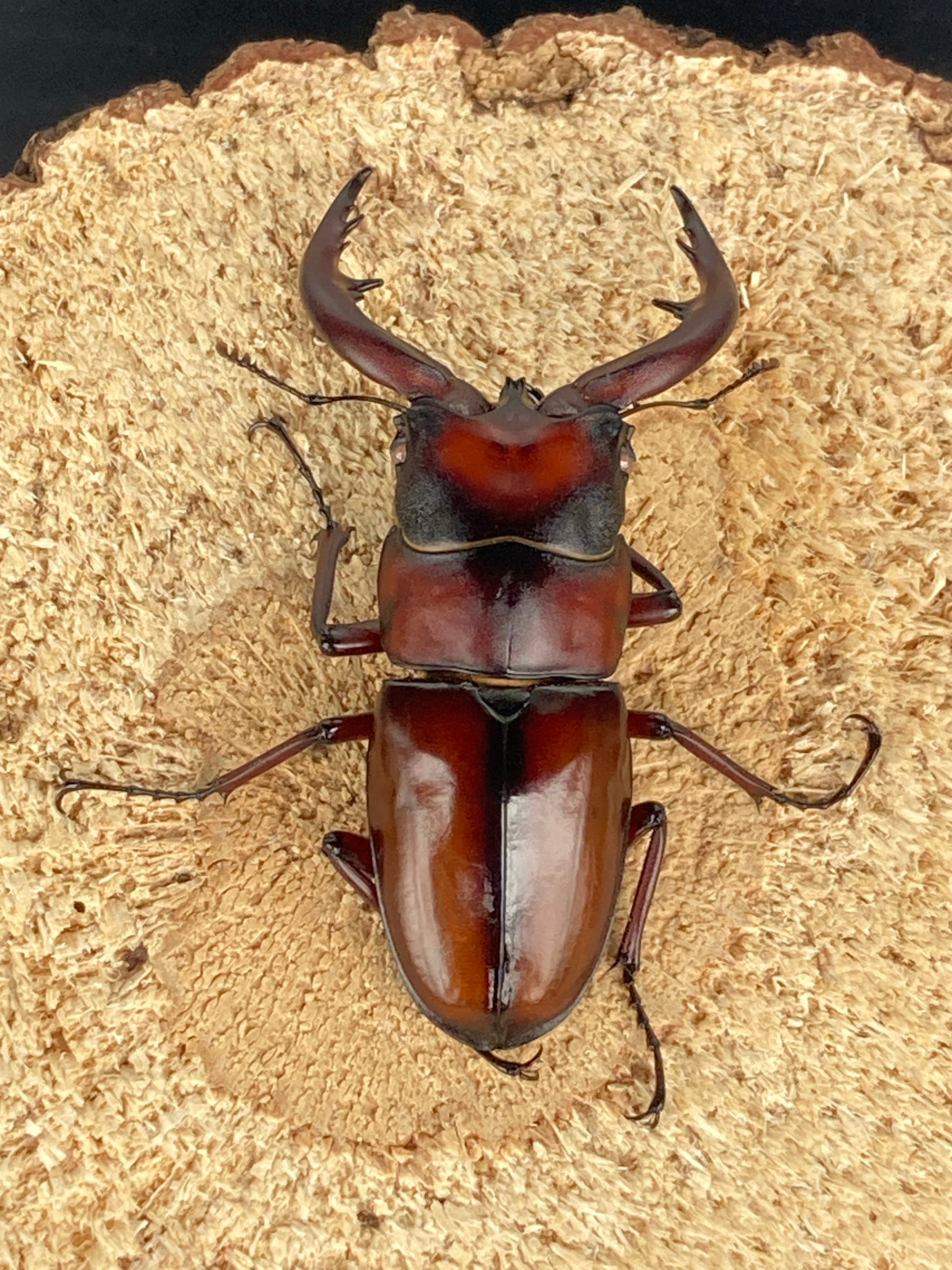3 マダガスカルのとても珍しい虹色タマムシ（♀） | PAY ID
