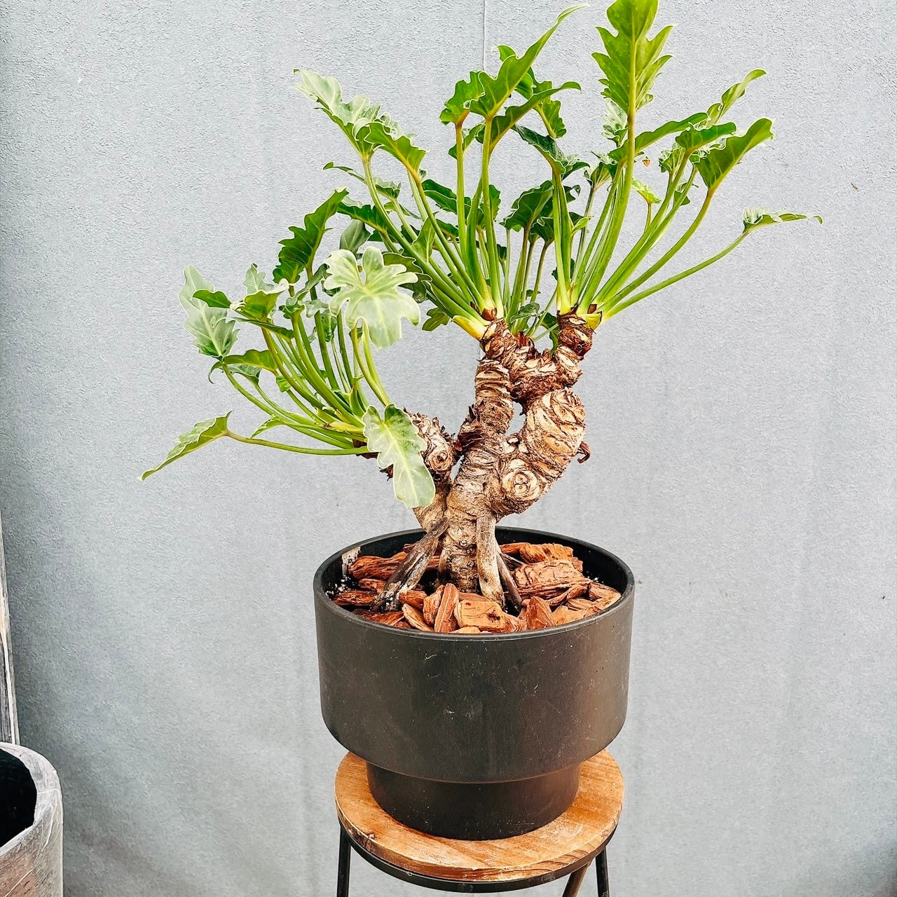 現品］G フィロデンドロン クッカバラ 幹上がり 盆栽風 観葉植物 室内