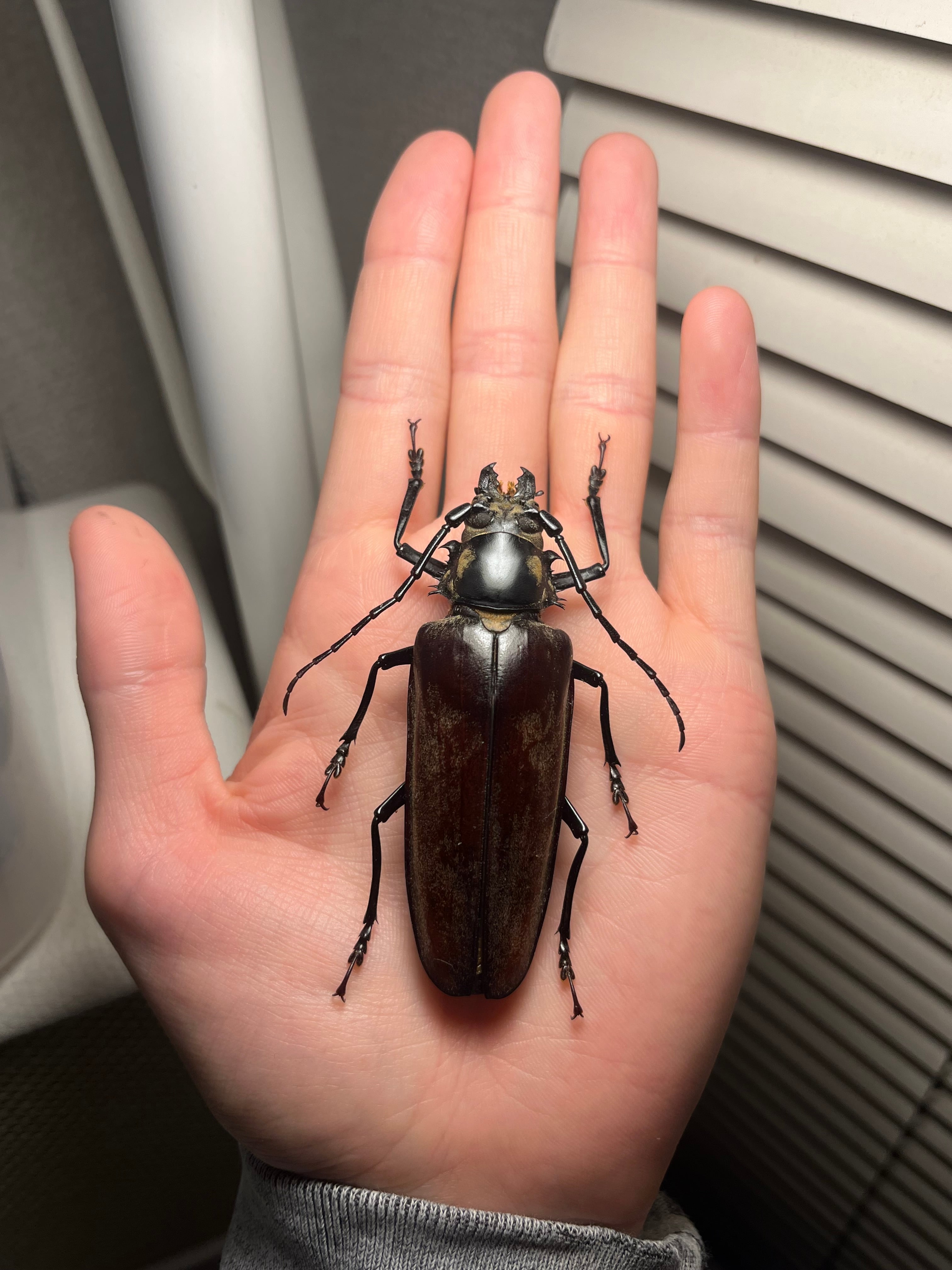 韓国保護種】ウスリーオオキバウスバカミキリ Callipogon ウスリーオオ