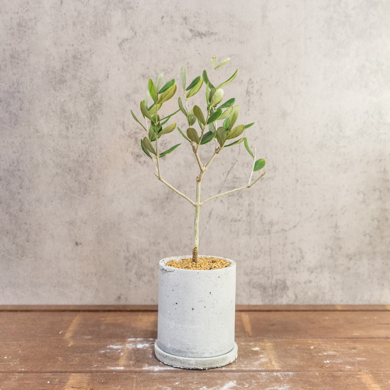 オリーブ・ルッカ｜左右対称に整った枝ぶりが美しい、空間をやさしく彩るスタイリッシュなミニツリー【虫発生抑制／手作りモルタル鉢】