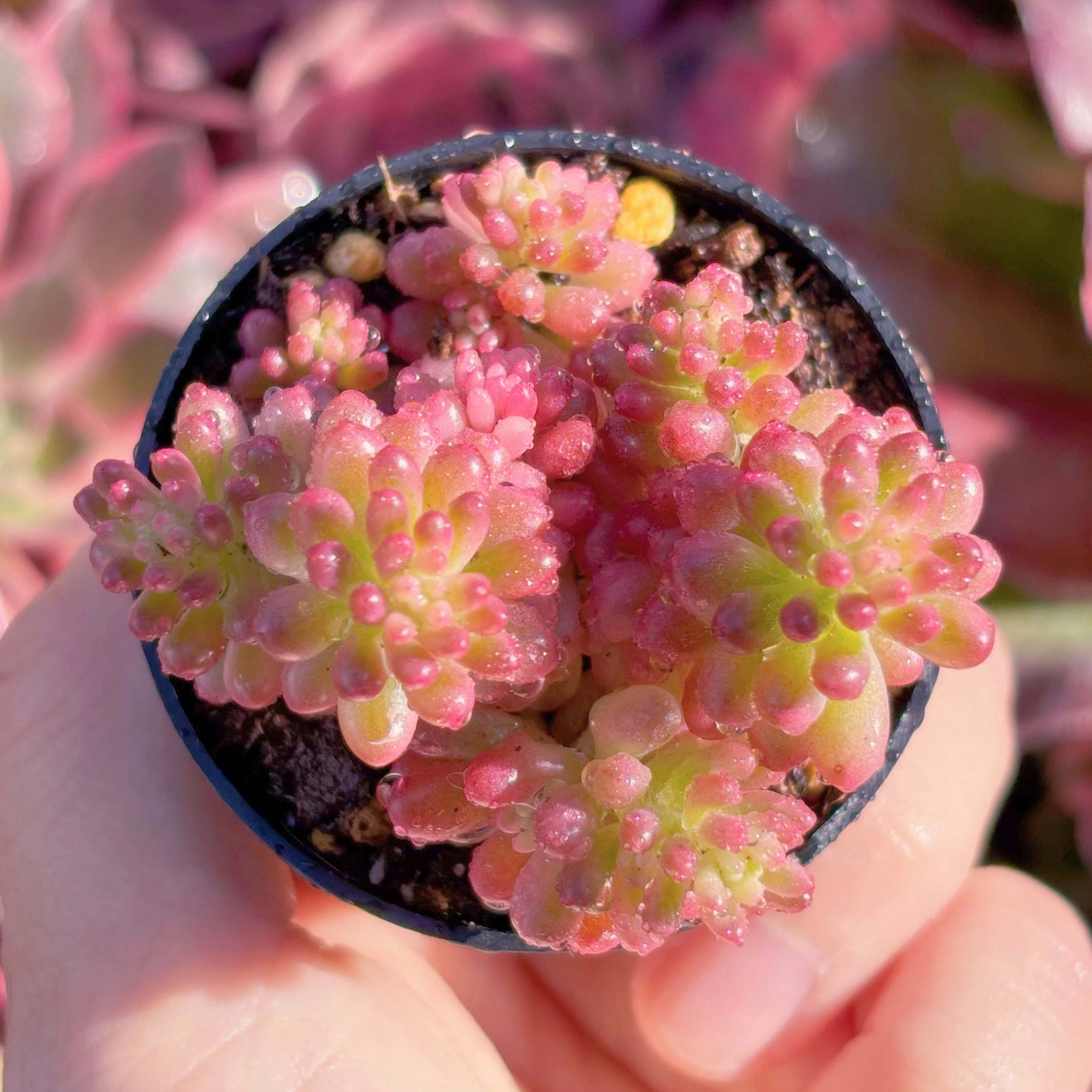 多肉植物 レッドベリー錦 新入荷 るる農園 | るる農園~多肉植物専門
