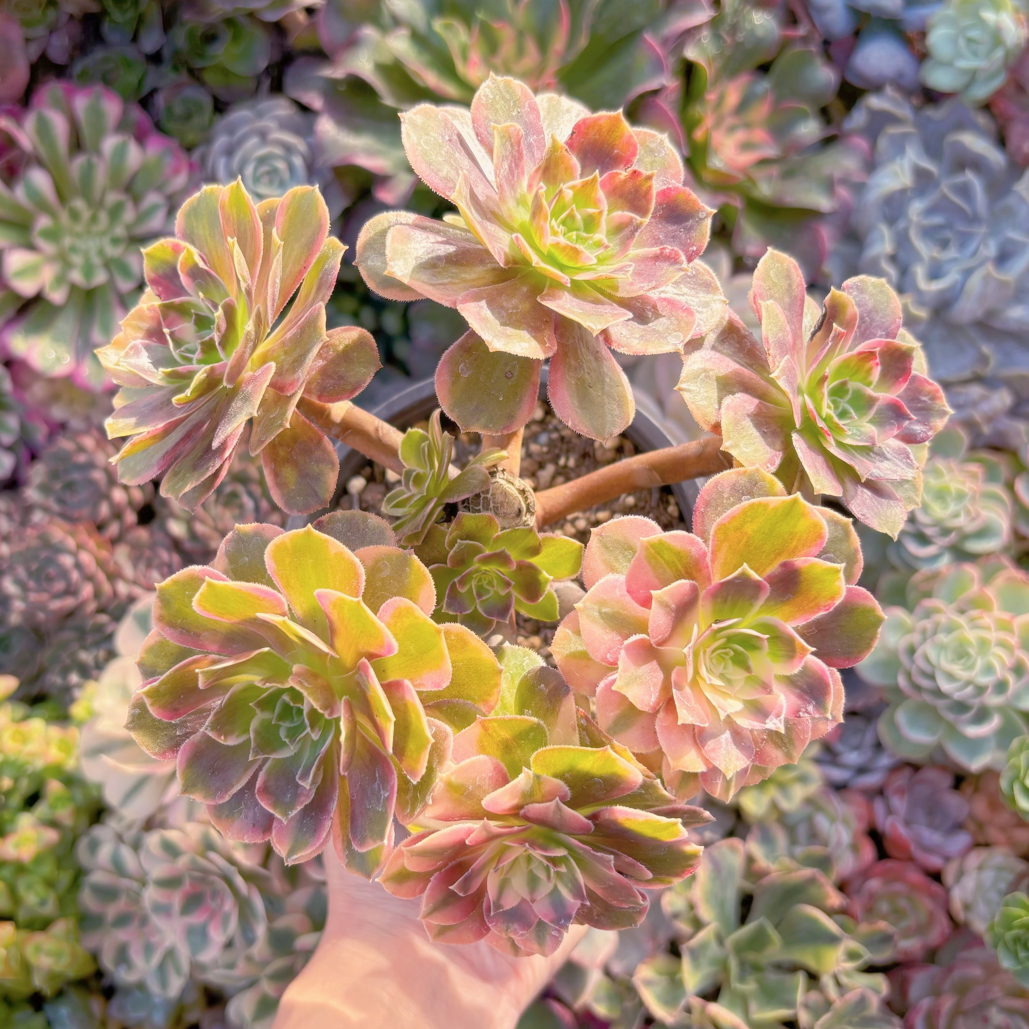 現品　Love in a Fallen City#A20　大群生　古株　るる農園