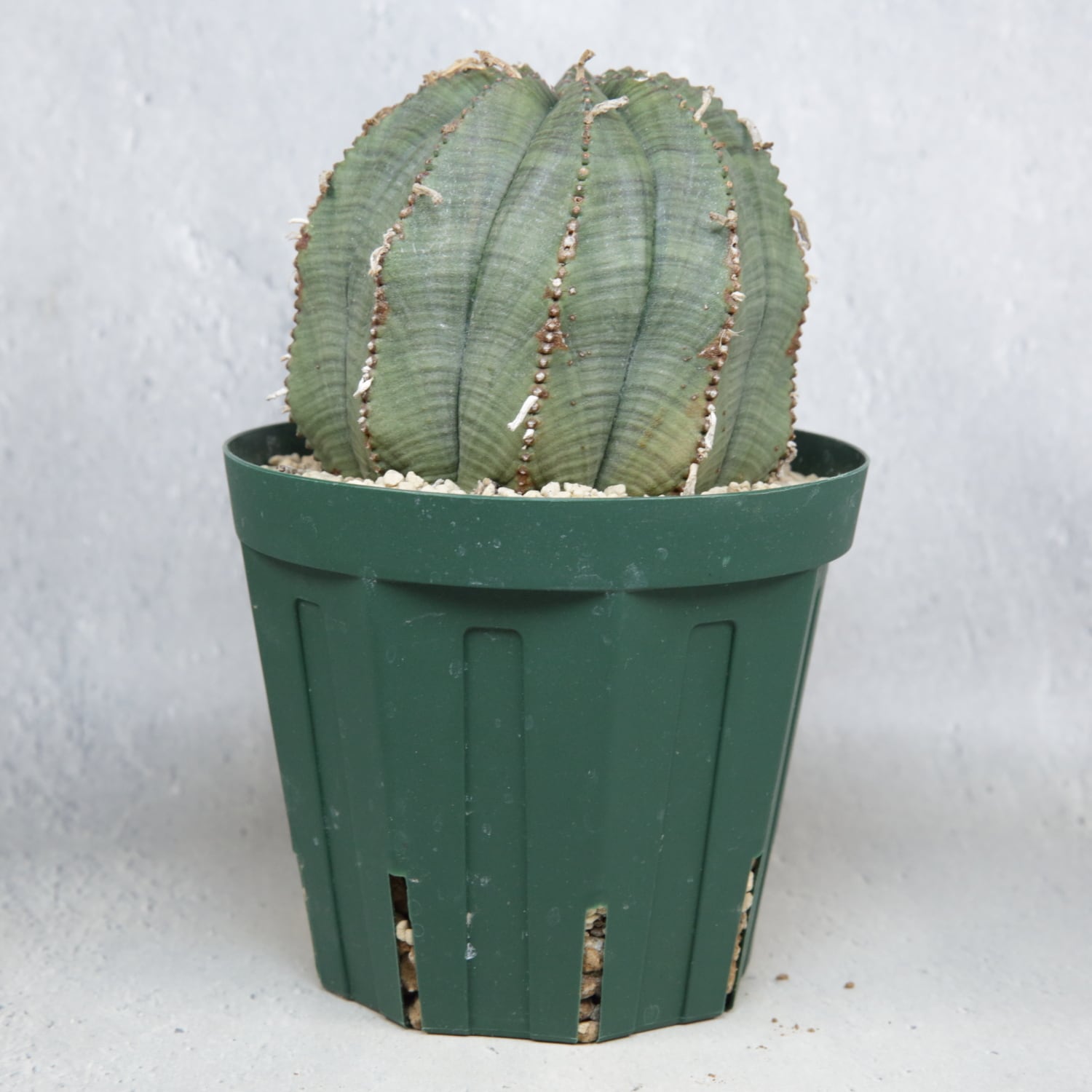 超大株 9.2cm まん丸 良型 オベサ / ユーフォルビア | LIGHTHOUSE