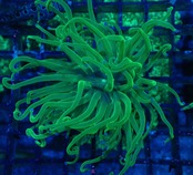 【現地買付】GreenTorch 1