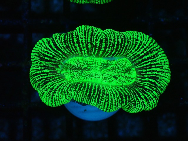 Trachyphyllia geoffroyi "Neon Stripes" 8