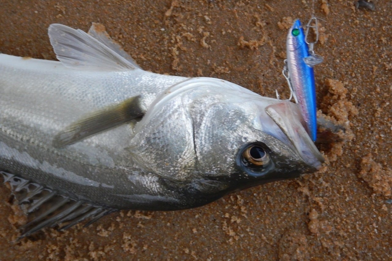 Rb-77S マットバナナチャート 4個セット | スーパーバリューフィッシング