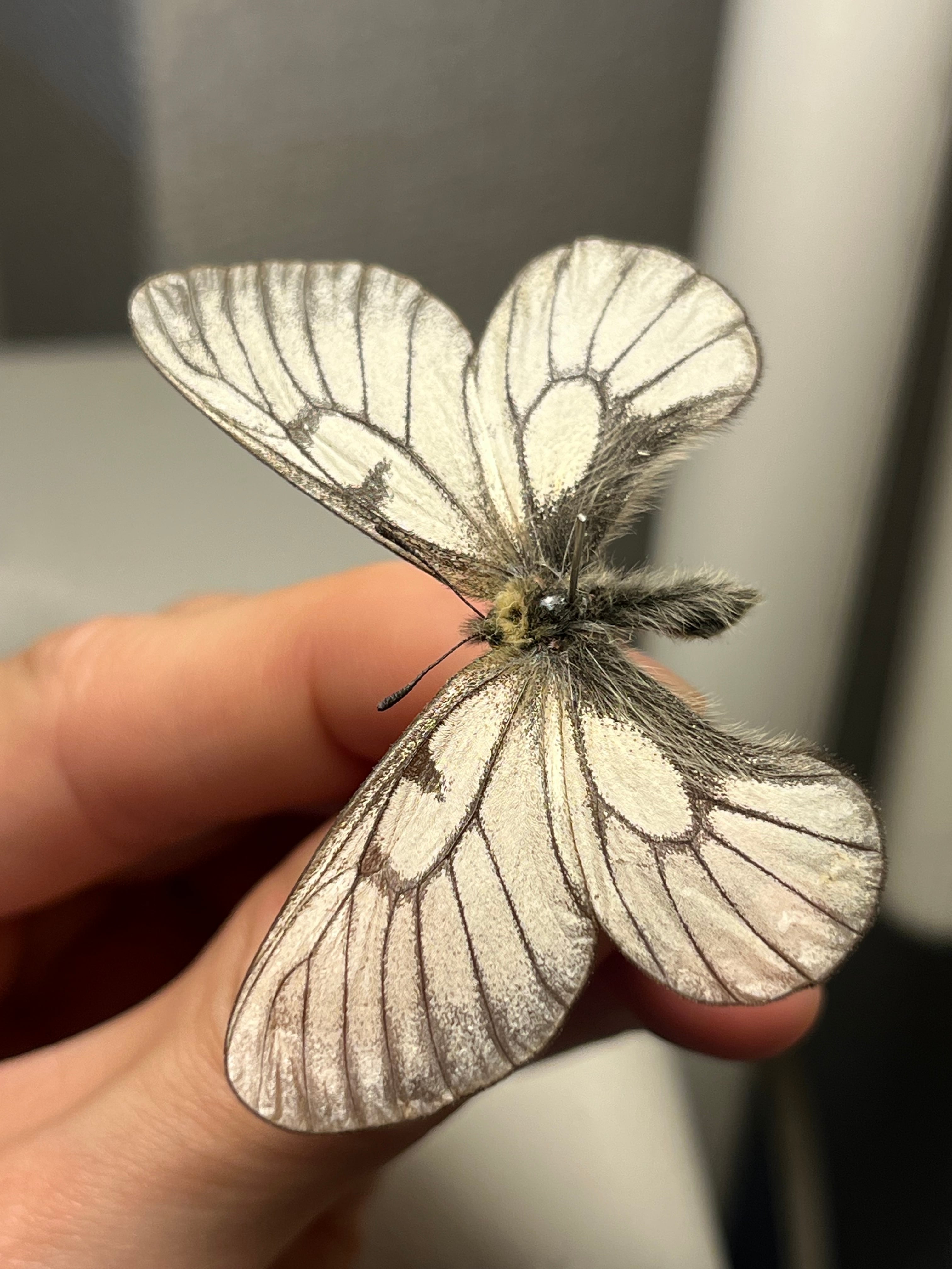 ウスバシロチョウ 標本 薄羽白蝶、Parnassius citrinariusダイスアゲハ