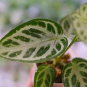 アンスリウム ドラヤキ × シルバーブラッシュ / Anthurium Dorayaki × Anthurium Silver brush⑨ / 観葉植物<育て方・花言葉>