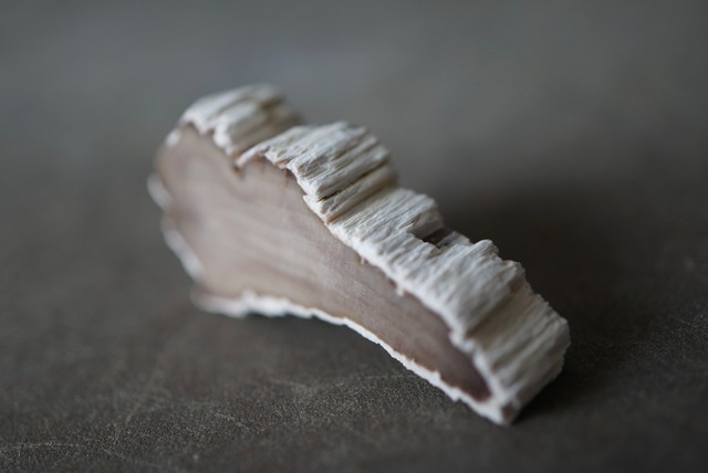 ハンガリー産珪化木 Petrified Wood 1478