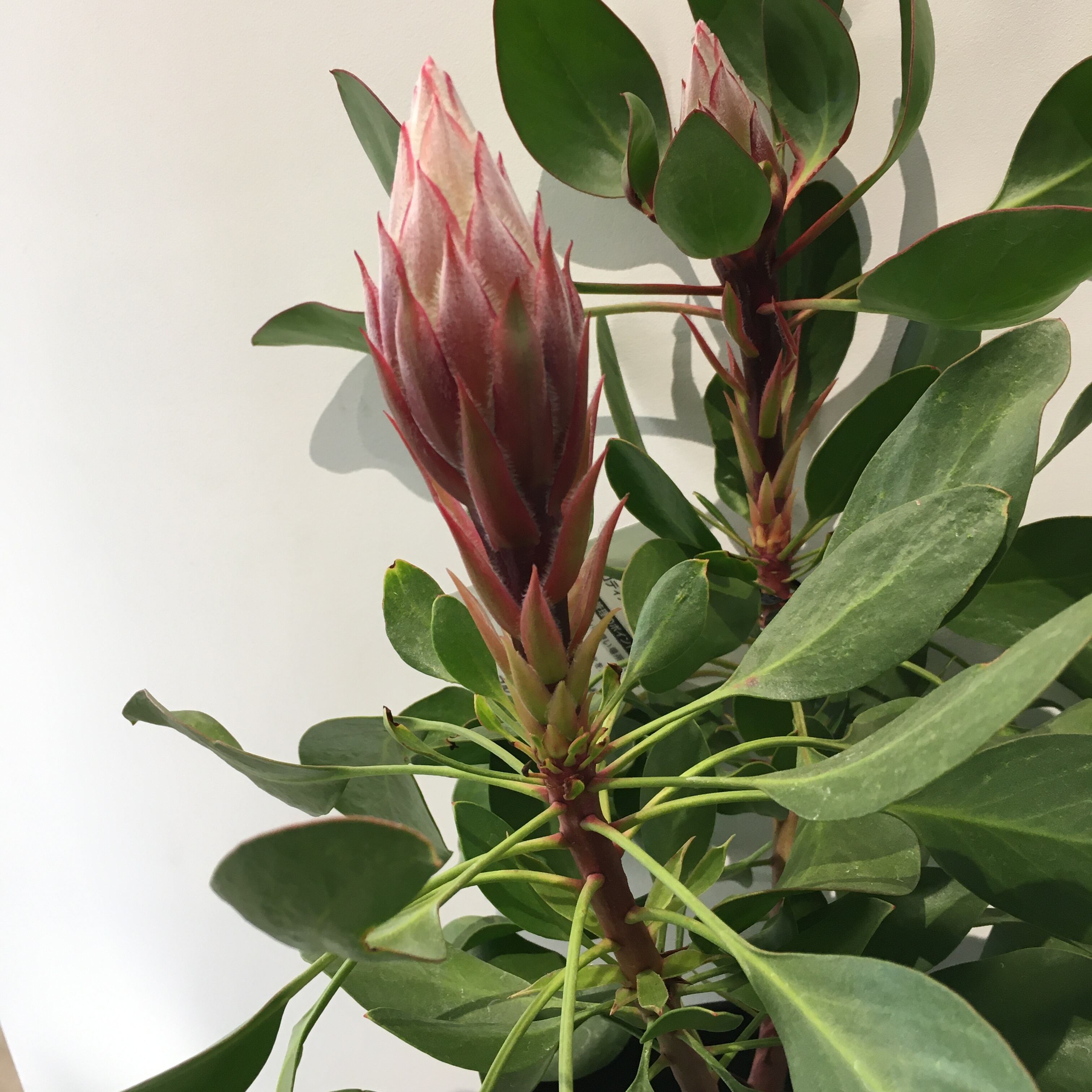 キングプロテア リトルプリンス Protoleaf プロトリーフ キングプロテア リトルプリンス Protoleaf プロトリーフ