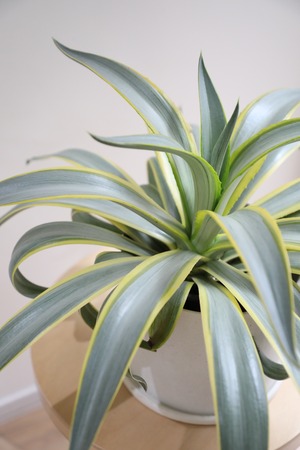 【希少】【M】アガベ デスメティアーナ ブルームーン/Agave ※陶器鉢付き