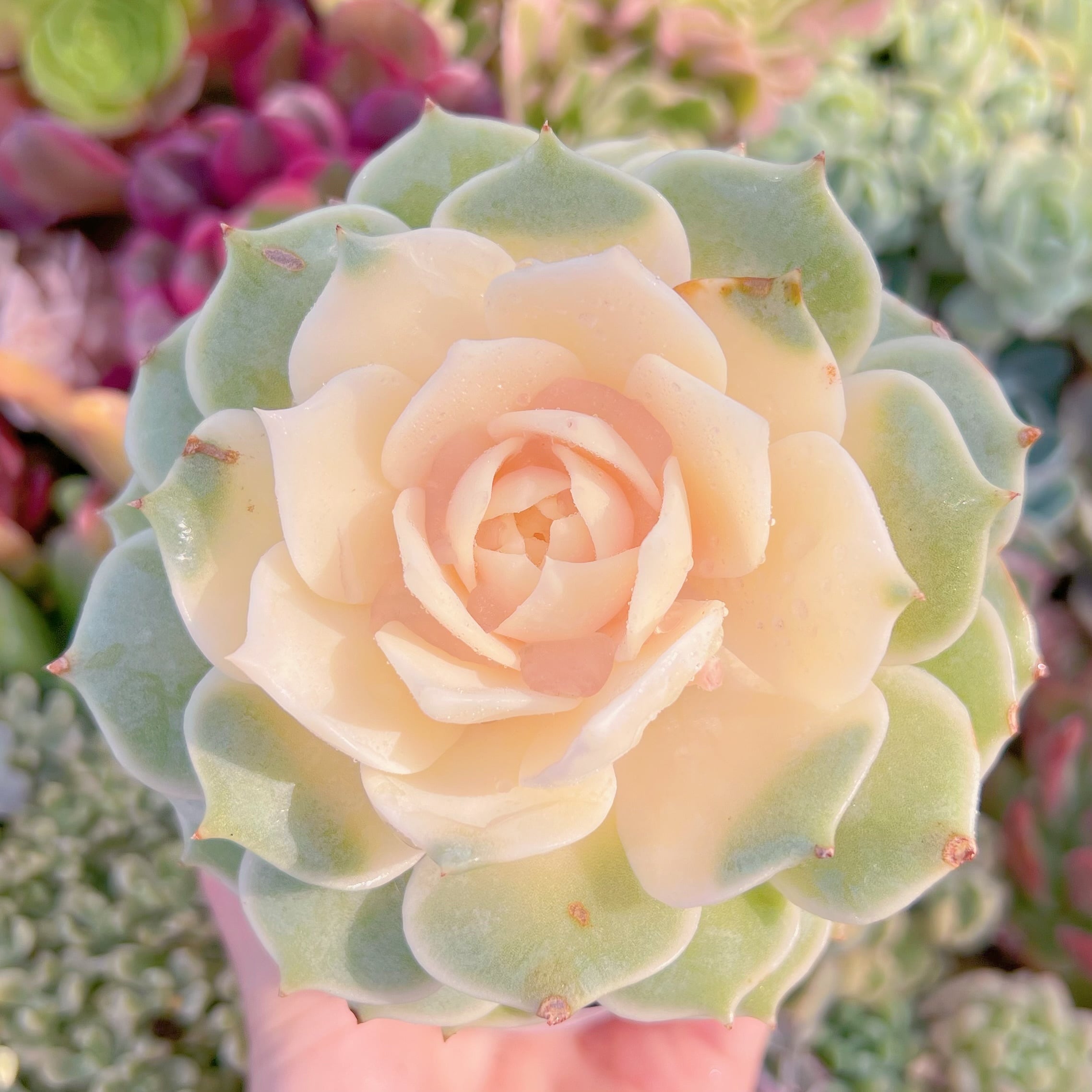 現品　ローラ錦#F219　大苗　るる農園