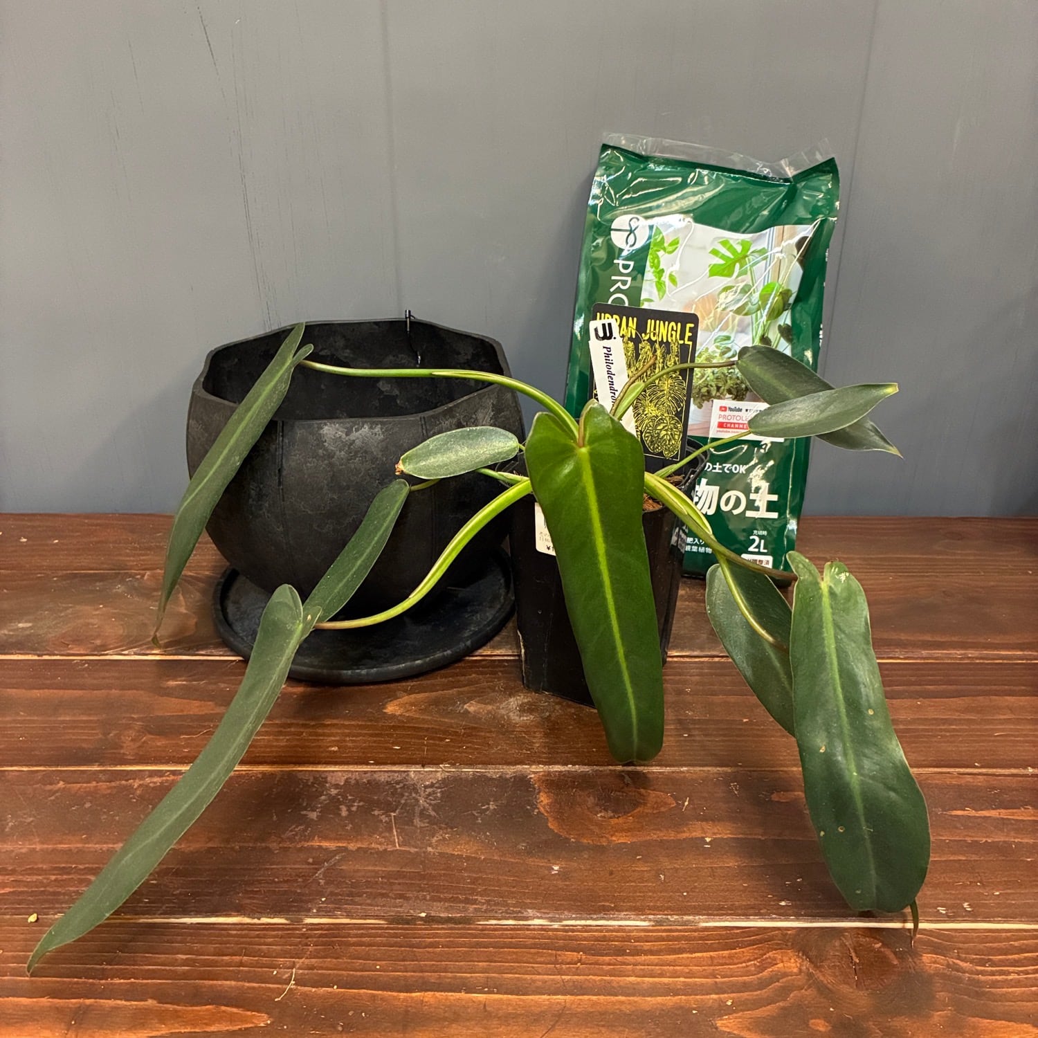 秋の植え替えフェア対象】【セット】フィロデンドロン スピリタス