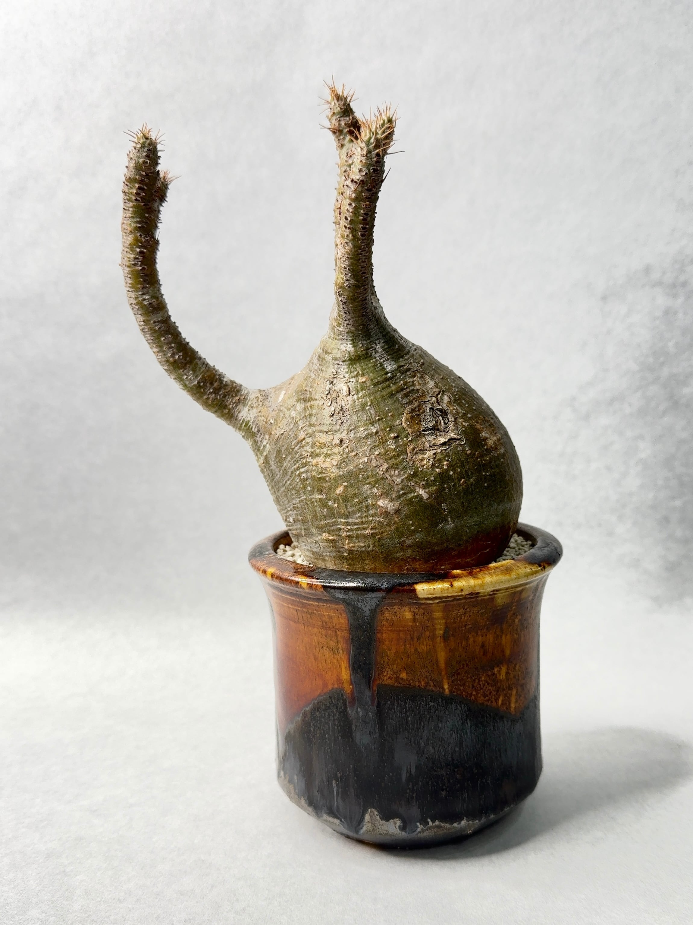 姫野翔太「BLACKSTAR Cylinder」 | trigger