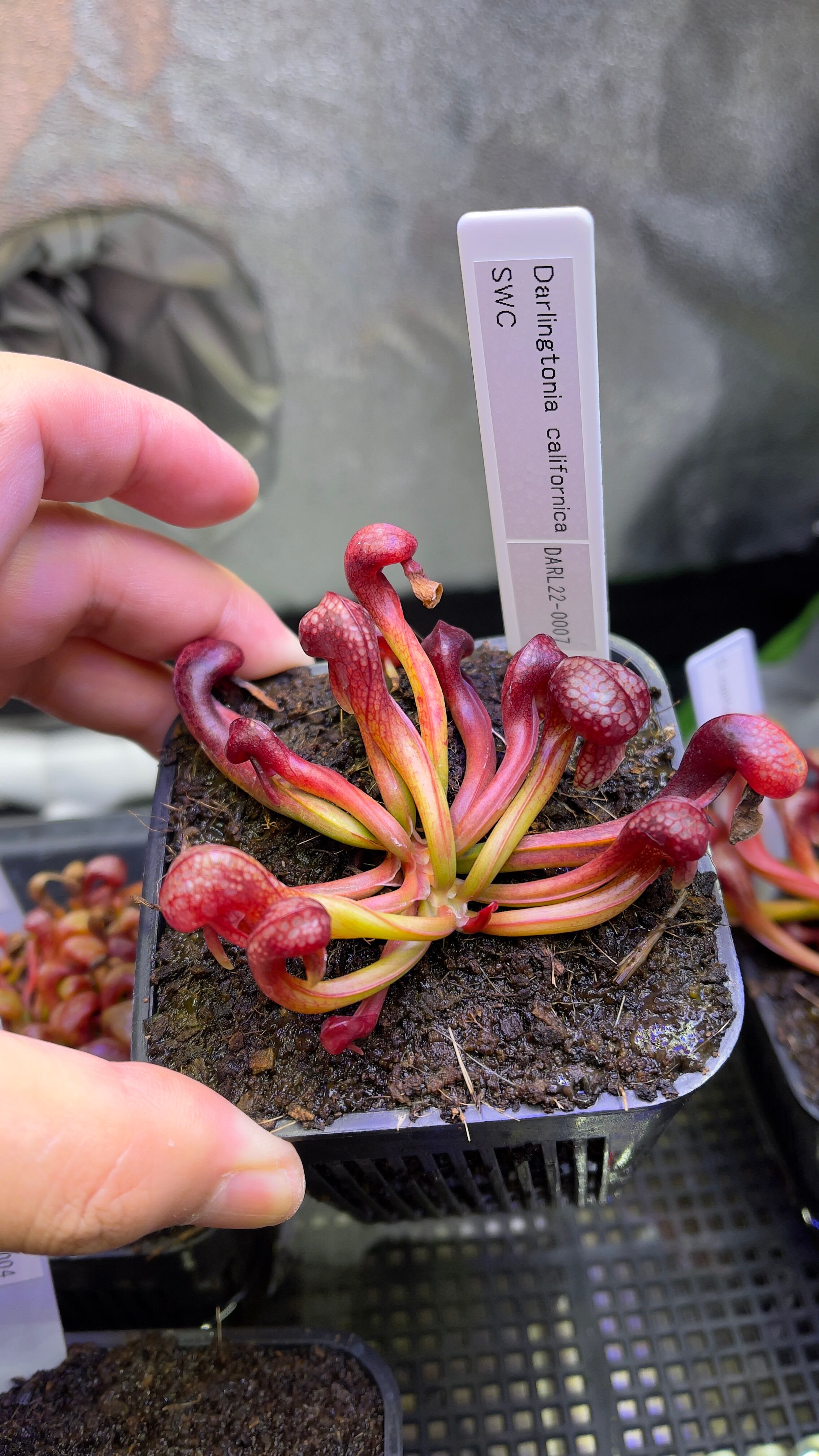 ダーリングトニア・カリフォルニカ・Darlingtonia californica・食虫