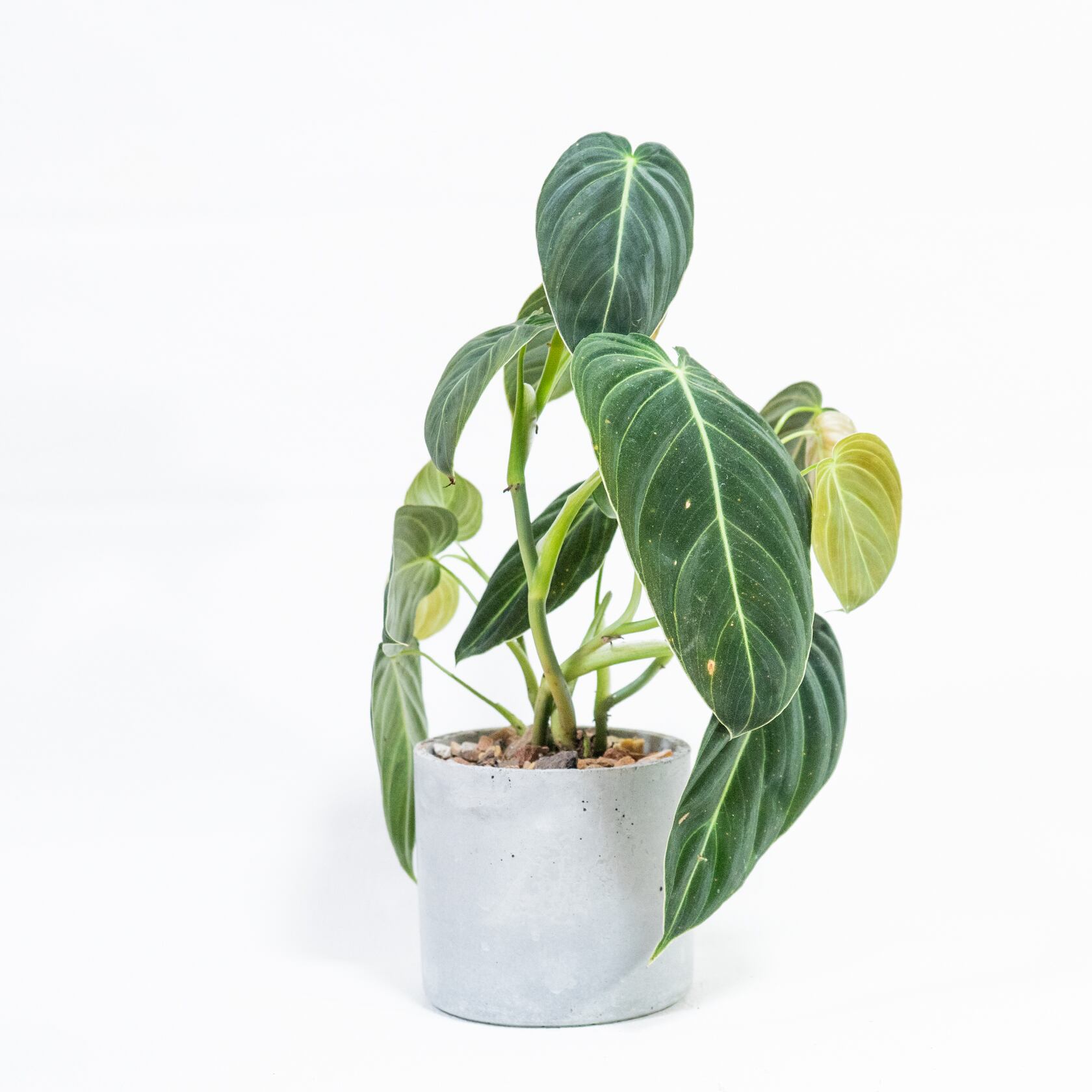フィロデンドロン・ビロードカズラ 深い緑のベルベット葉が空間を彩るモルタル鉢仕立て