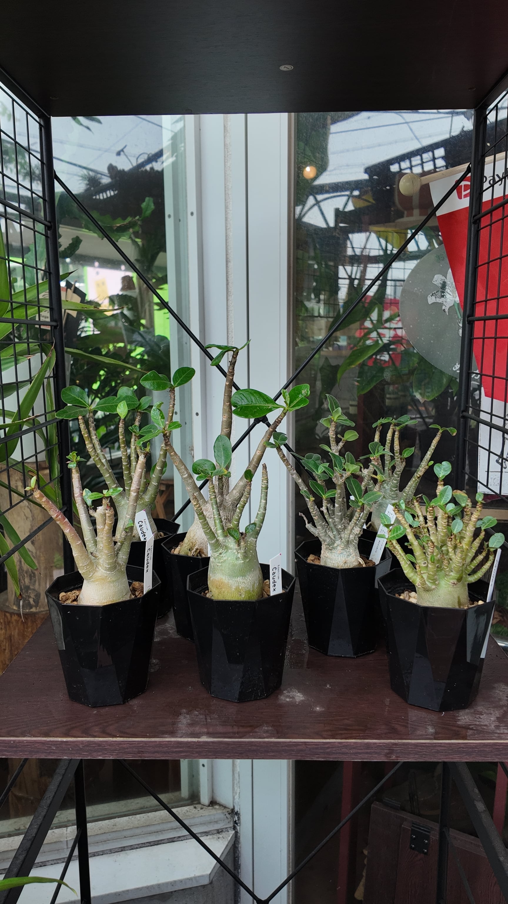 塊根植物：アデニウム オベスム | 宮田生花店