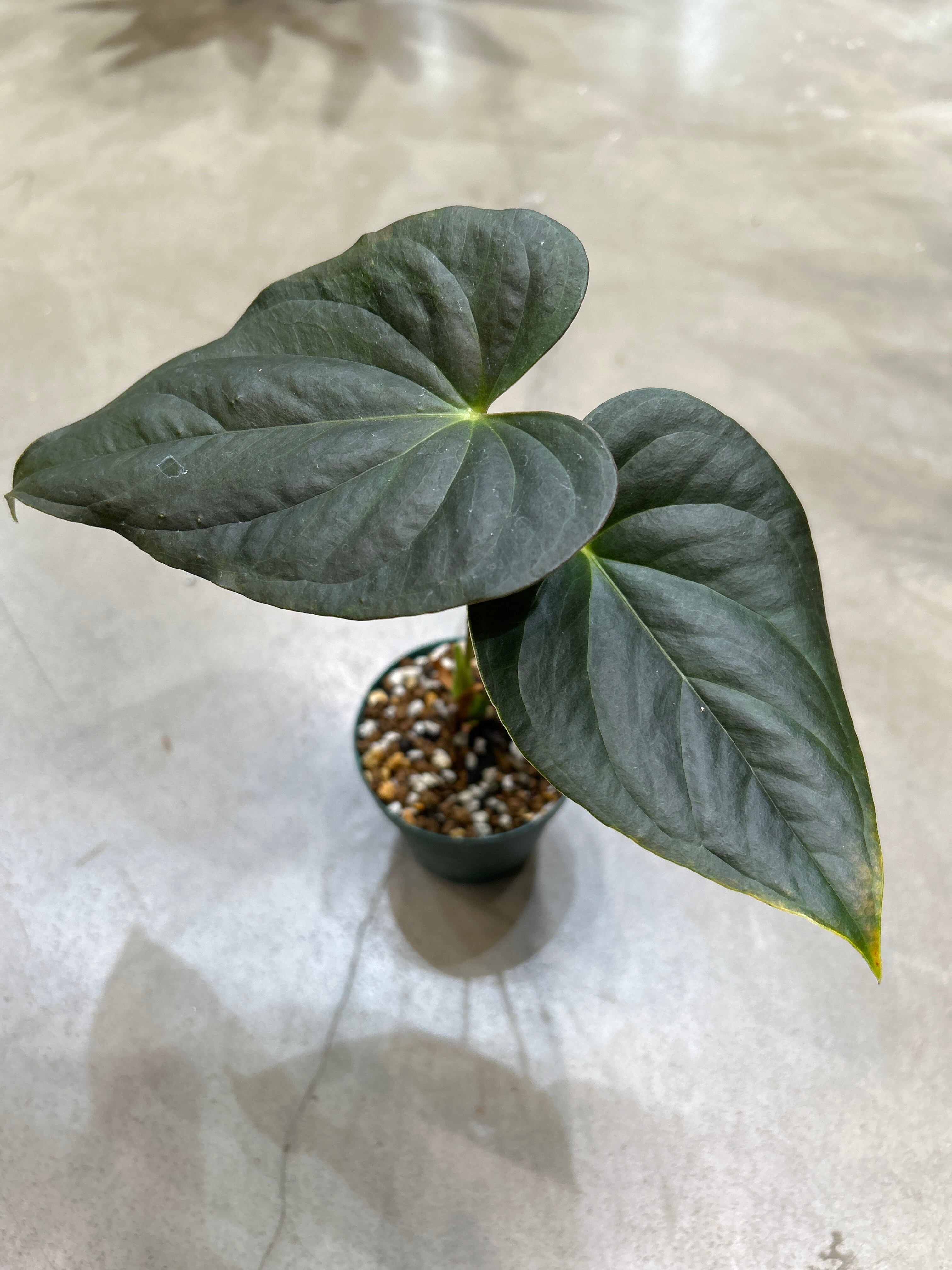 A アンスリウム ロムズレッド | MIDORIYA 観葉植物専門店