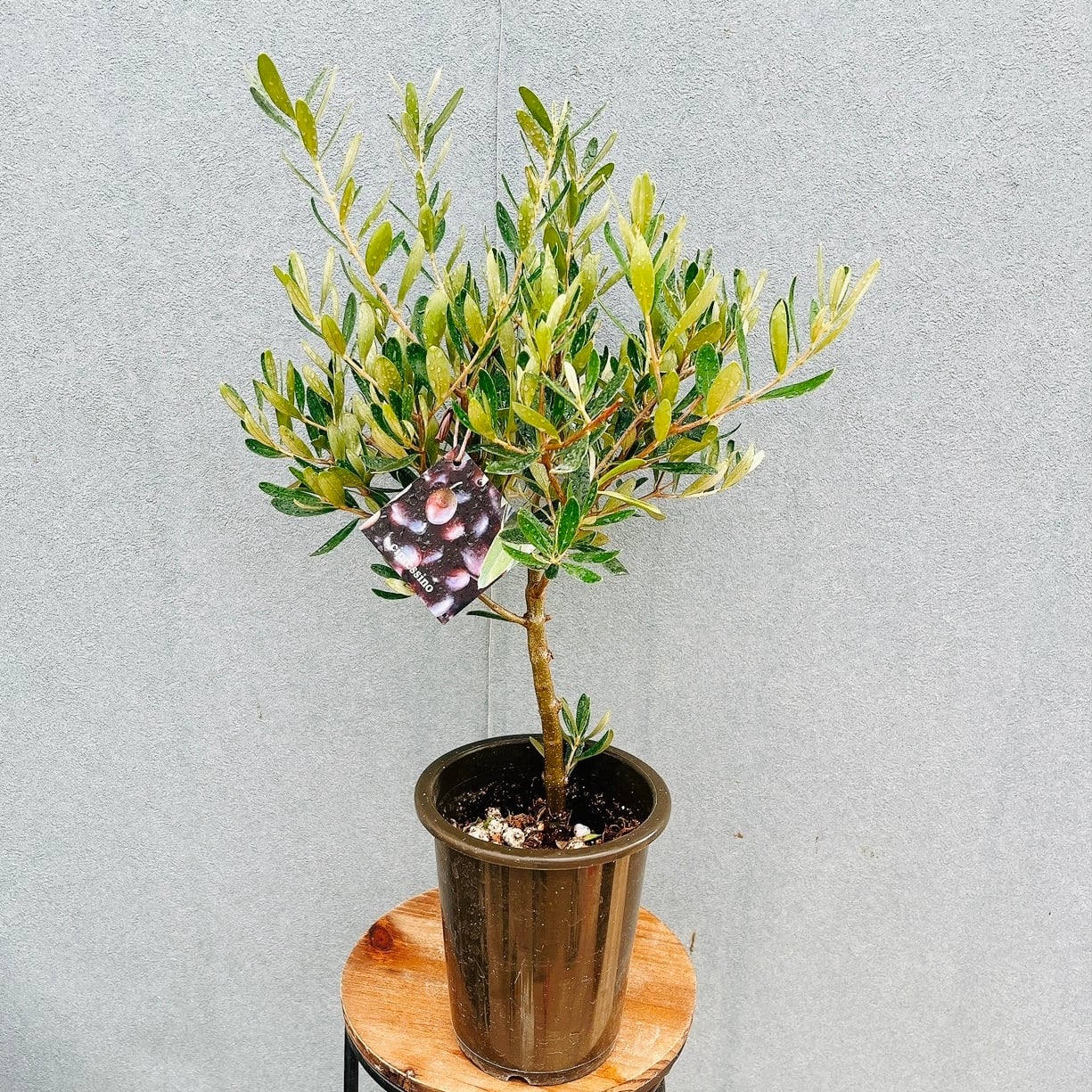 現品］B エスキナンサス タイピンク 5号 観葉植物 室内 吊り下げ