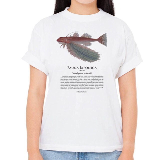 【セミホウボウ】シーボルトコレクション魚譜Tシャツ（高解像・昇華プリント）