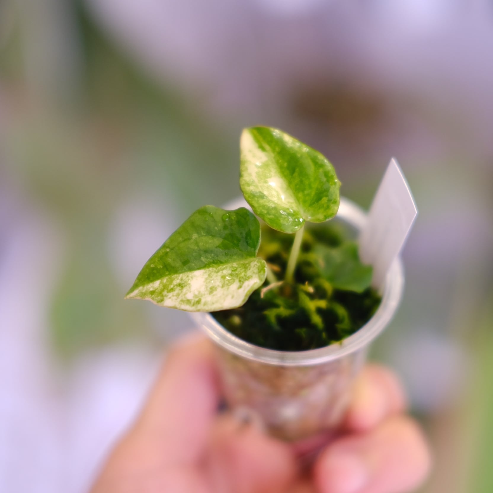 Anthurium (Papililaminum variegated × Crystallinum marble