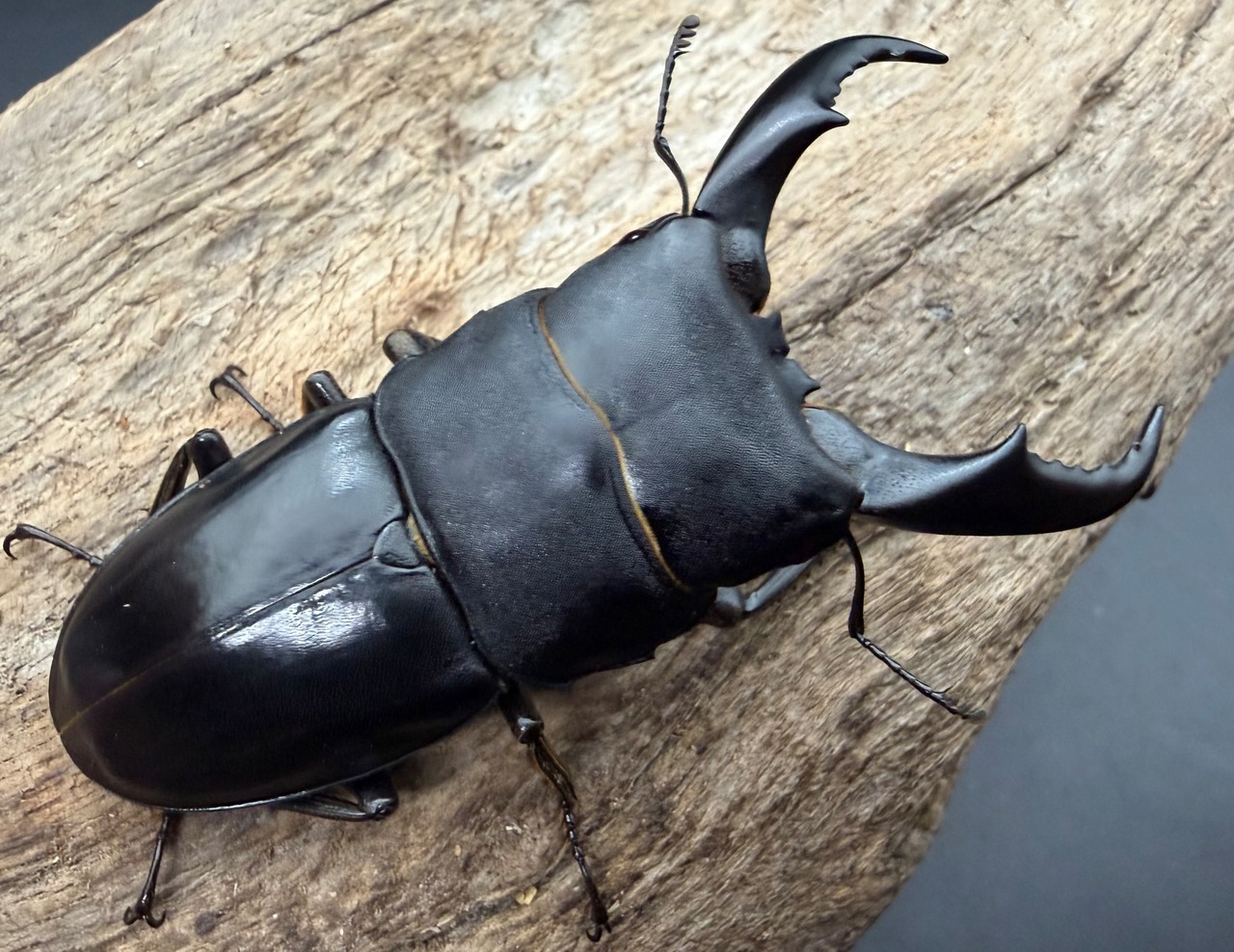 《サキシマヒラタクワガタ 西表島産 62mm ペア》