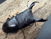 《サキシマヒラタクワガタ 西表島産 62mm ペア》