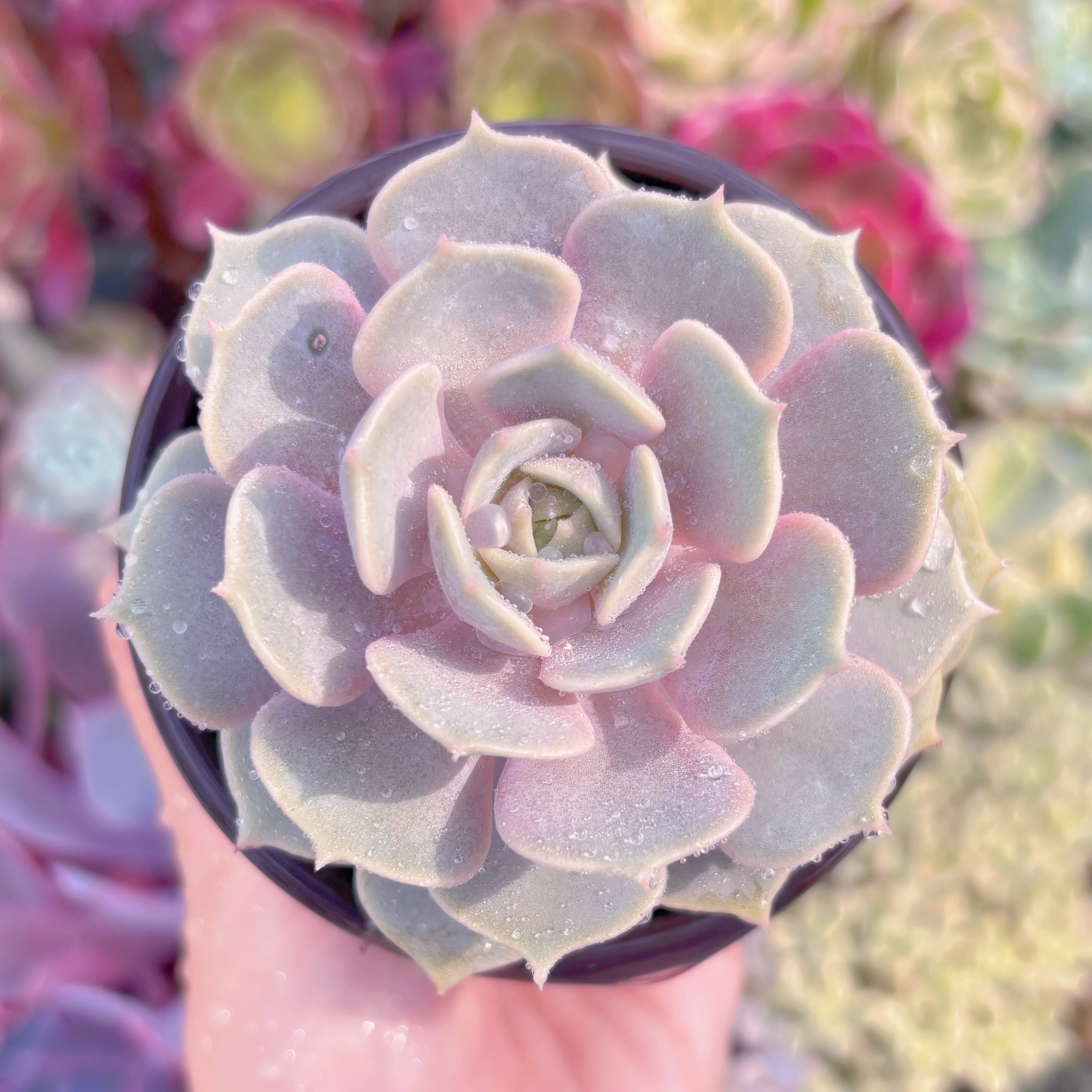 現品　ピンクローラ#K006　るる農園