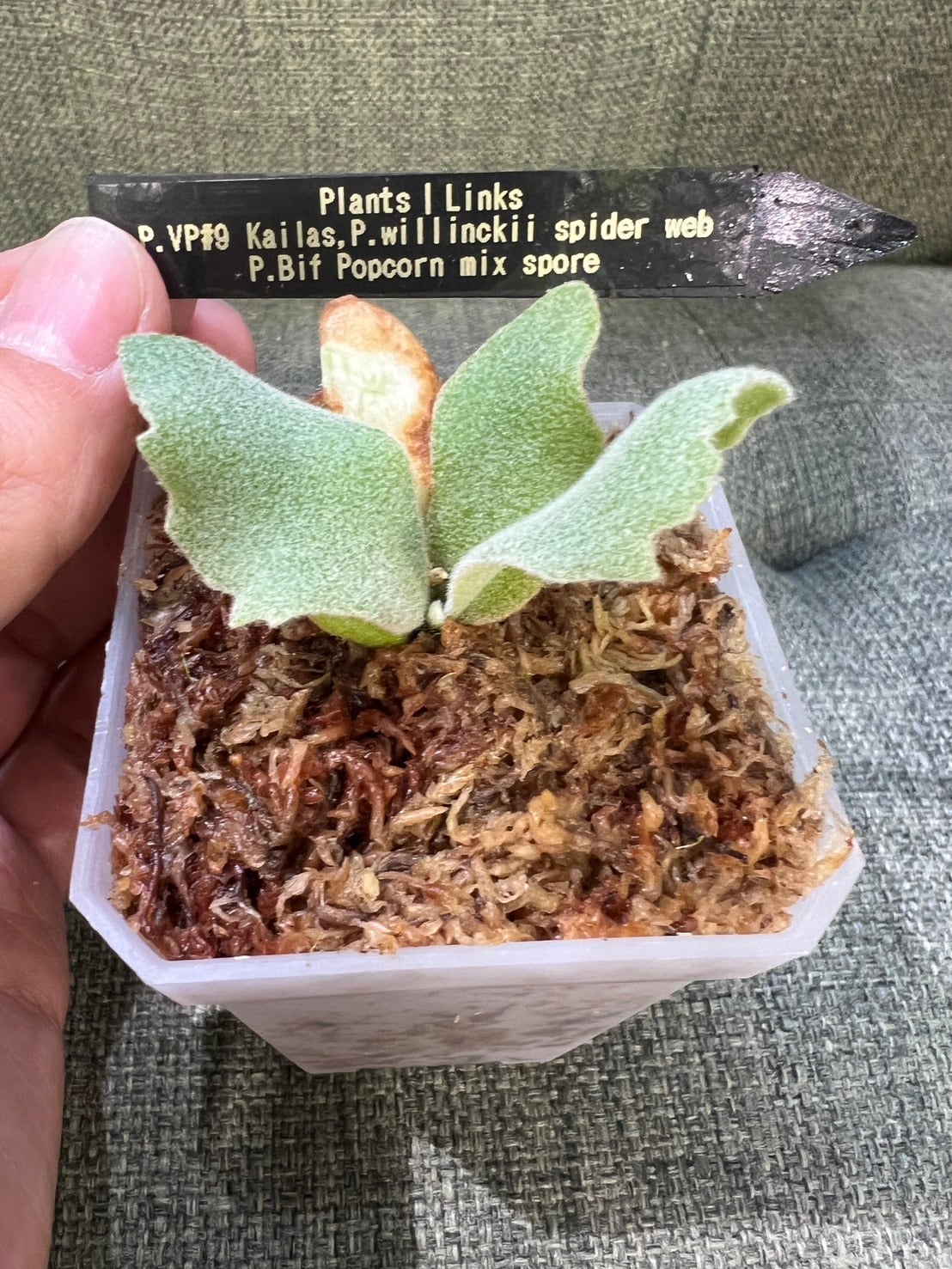 ALL ITEM | Plants.Links