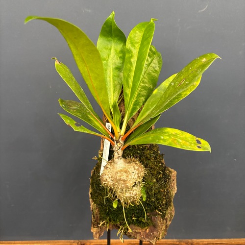 ミルメコディア　sp. (orenge petioles, elongated leaves)【978】