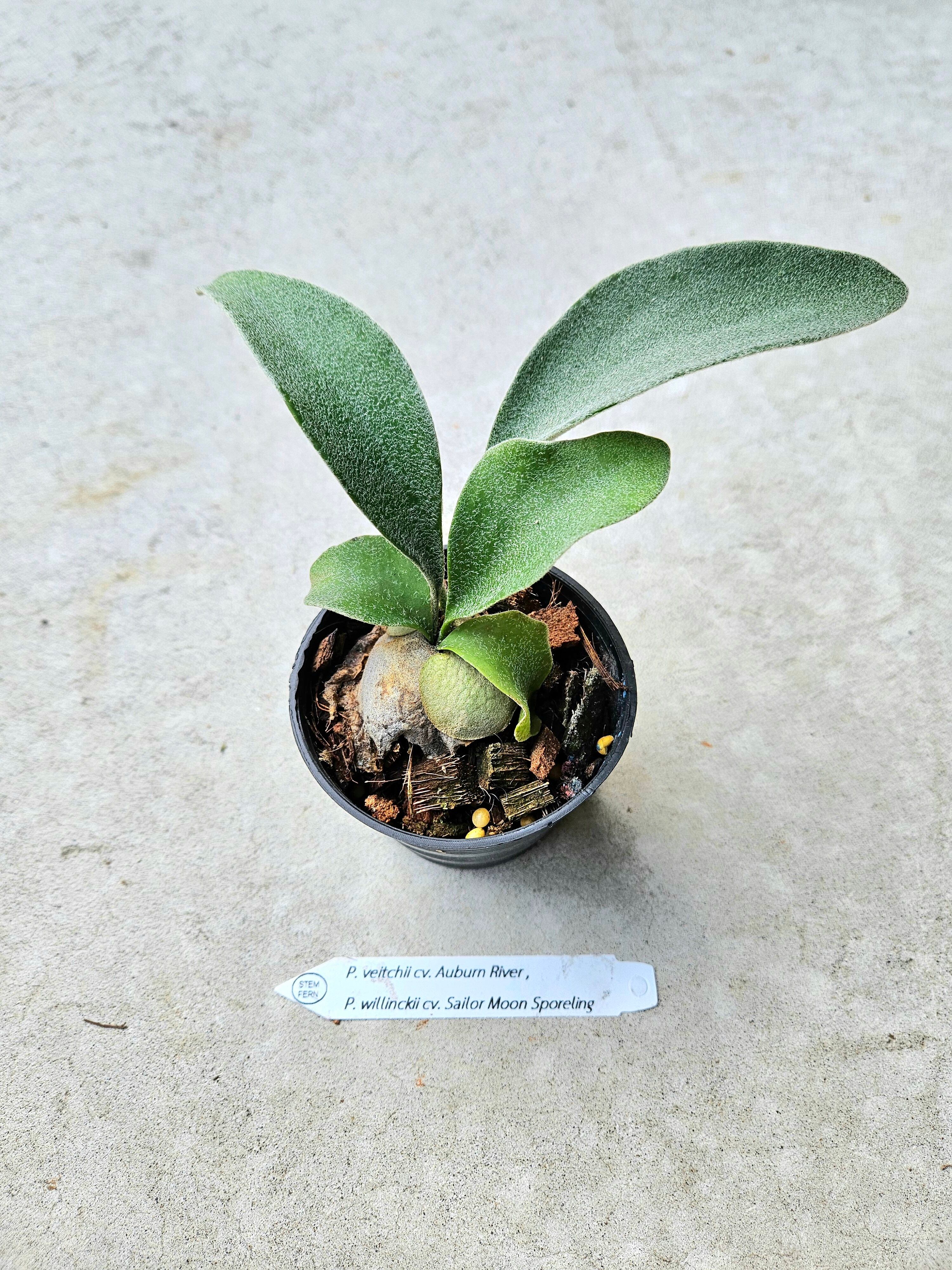 P.veitchii wild sporeling ビカクシダ