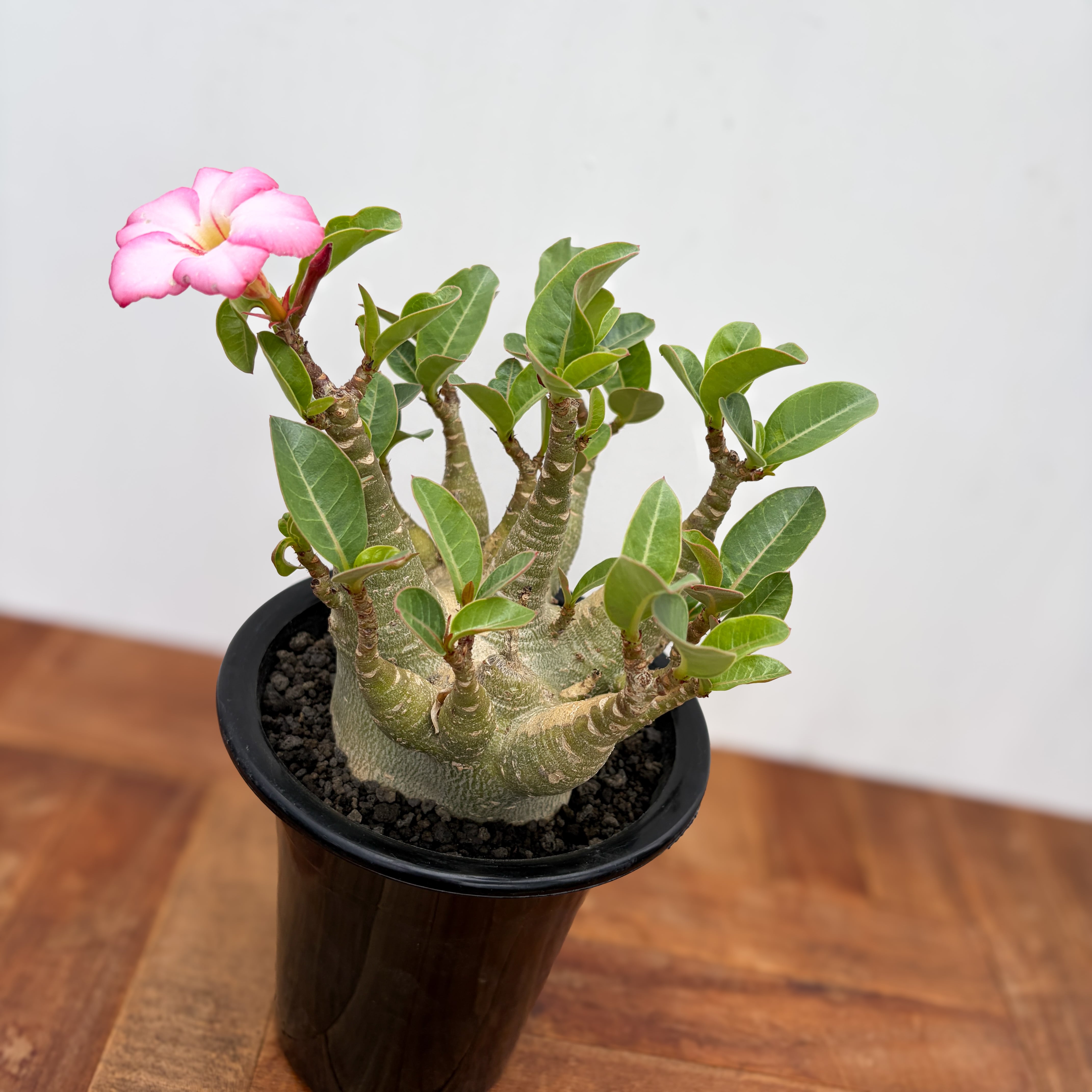 Adenium arabicum 