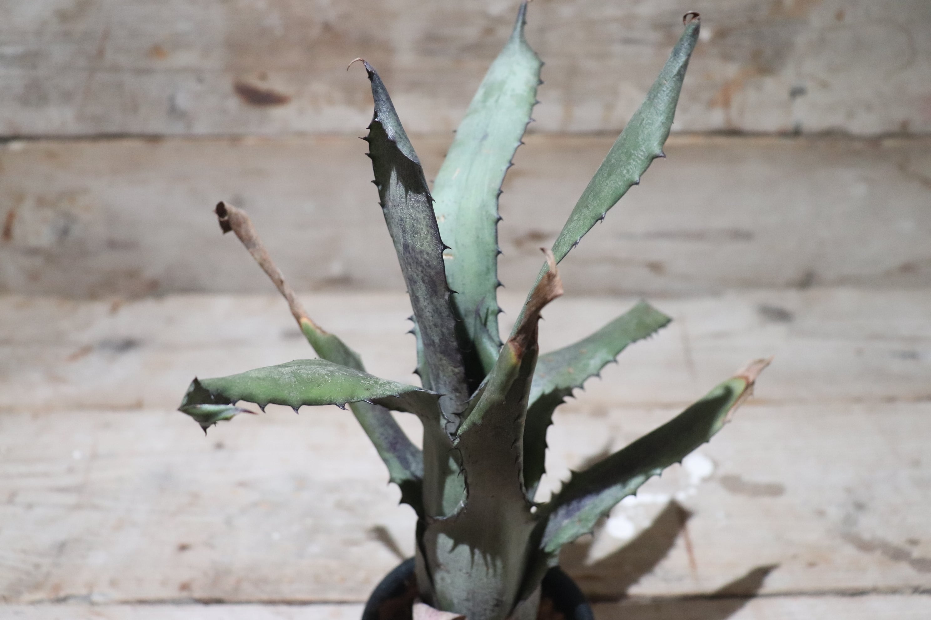 送料無料】 Hohenbergia sp.Leme#2203〔ホヘンベルギア〕現品発送H0025