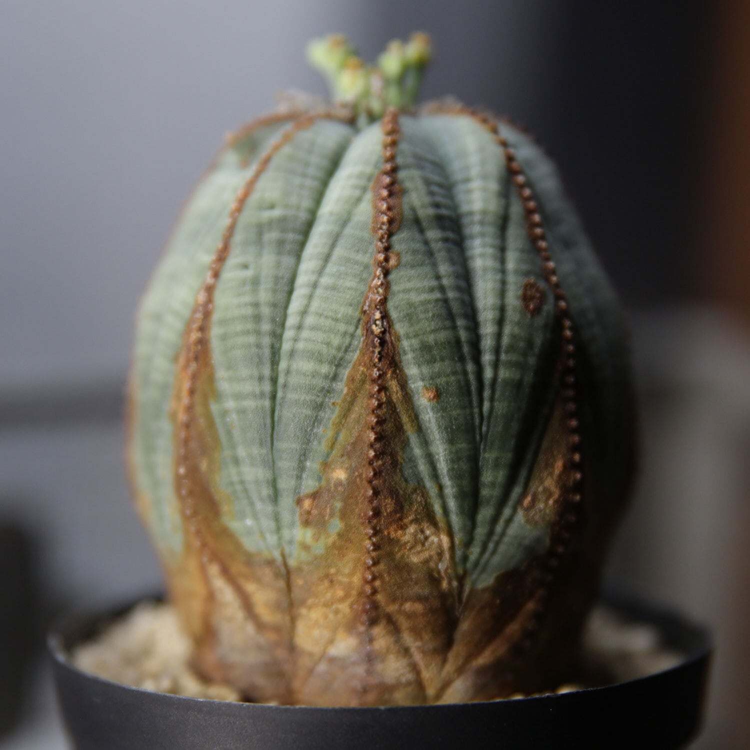 ユーフォルビア　オベサ　多頭　群生　木質化　大株 ユーフォルビア オベサ 多頭 群生 木質化 大株 綴化2頭木質化