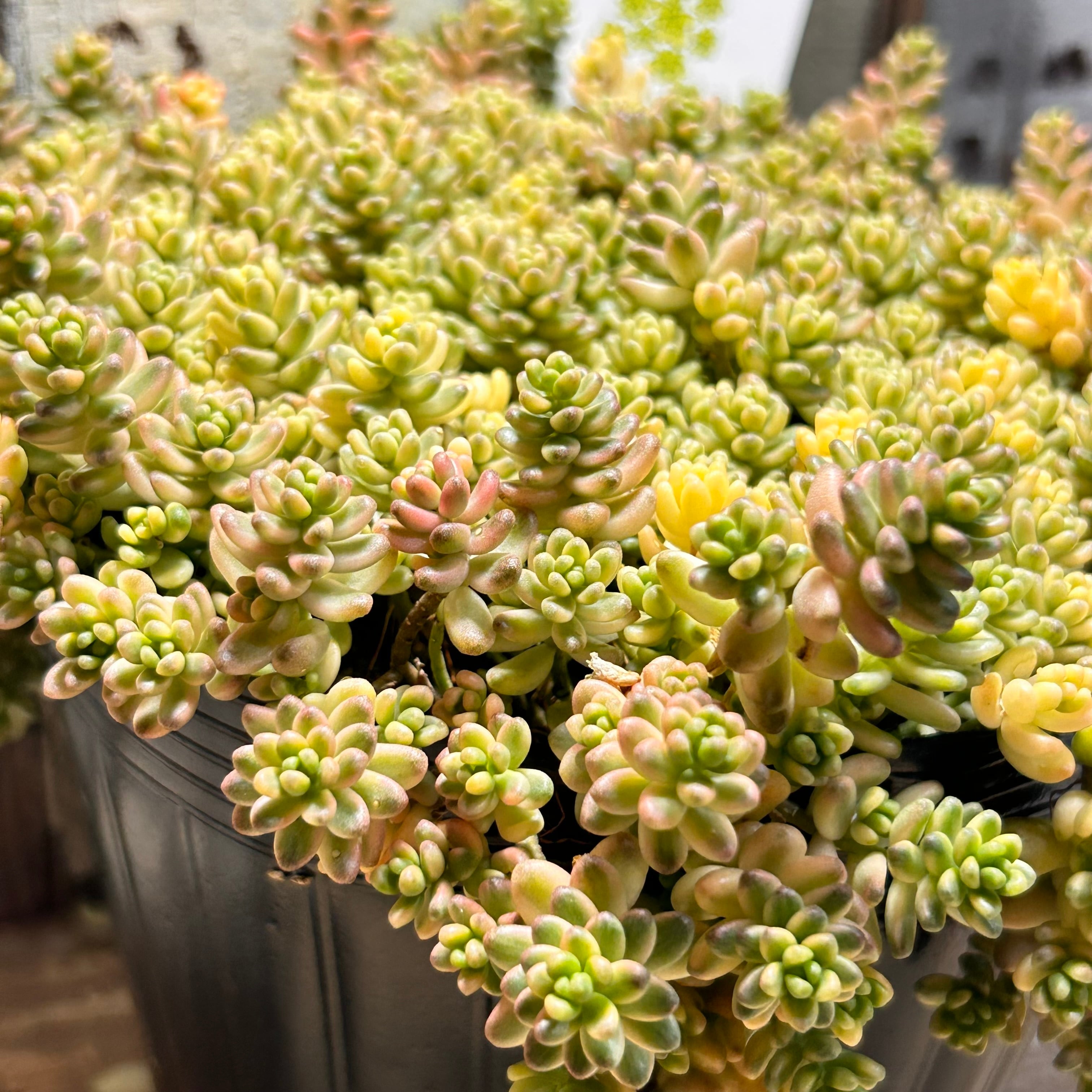 セダム寄せ植え | RuPo 多肉植物専門店