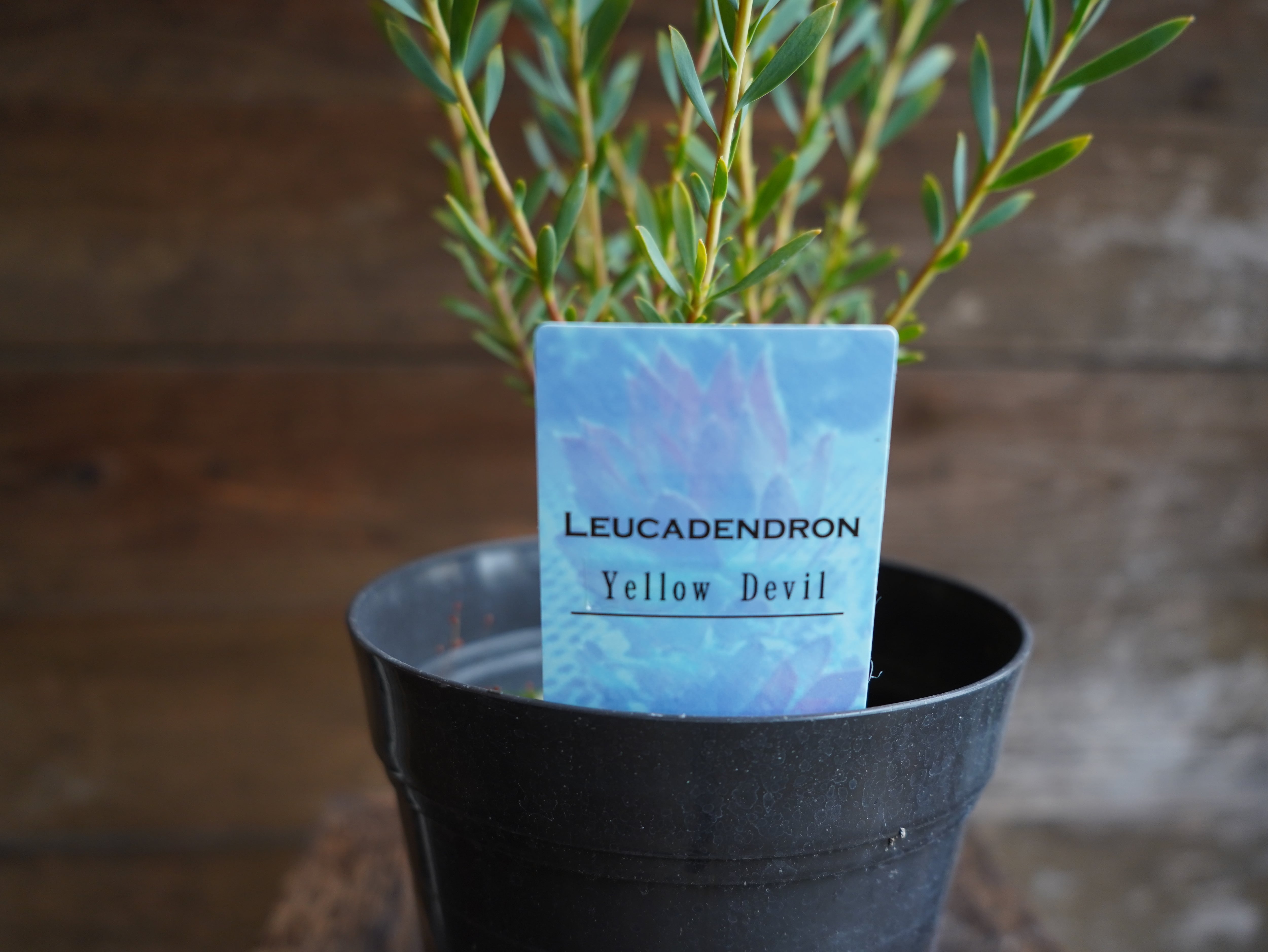 【現物】リューカデンドロン ”Yellow Devil”